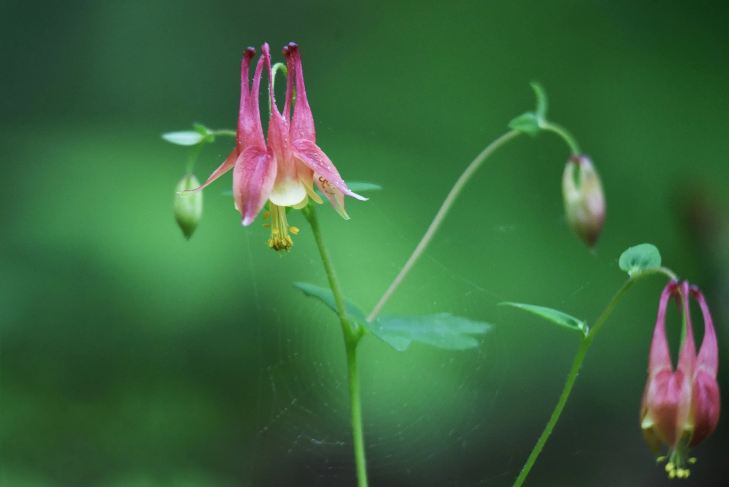 Columbine