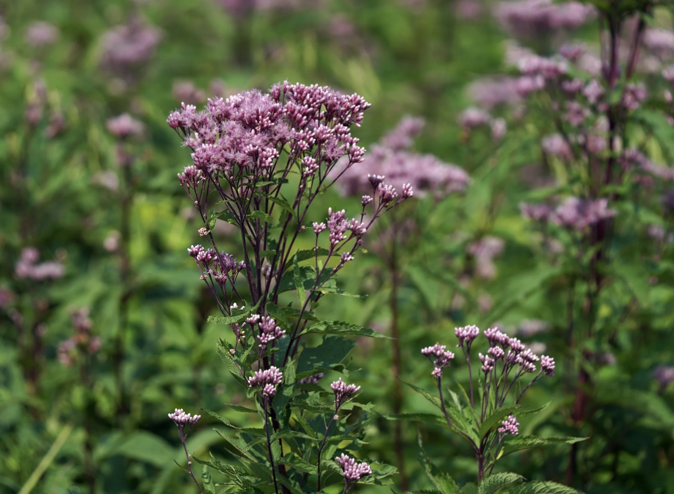 Sweet Joe Pye Weed