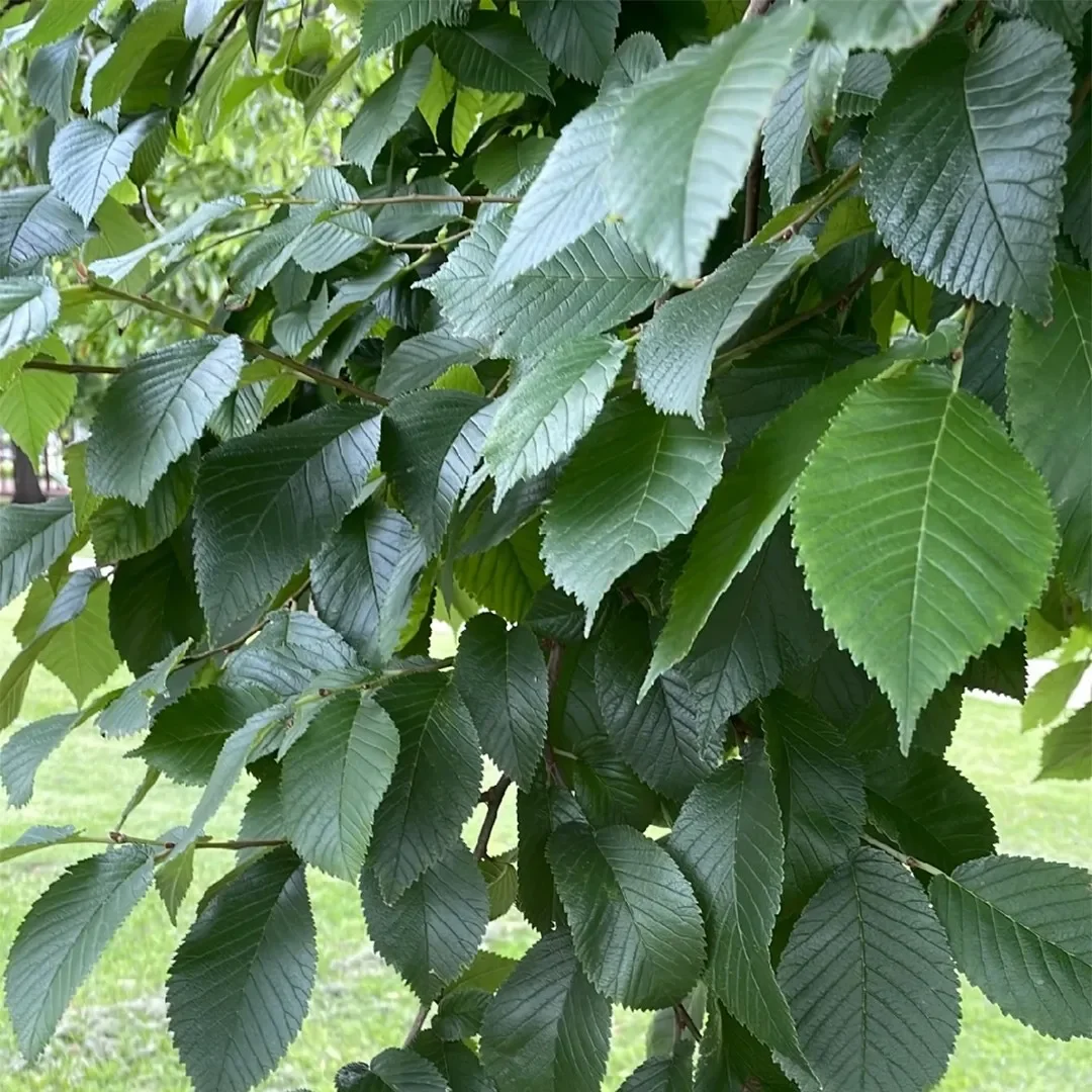 American Elm.webp