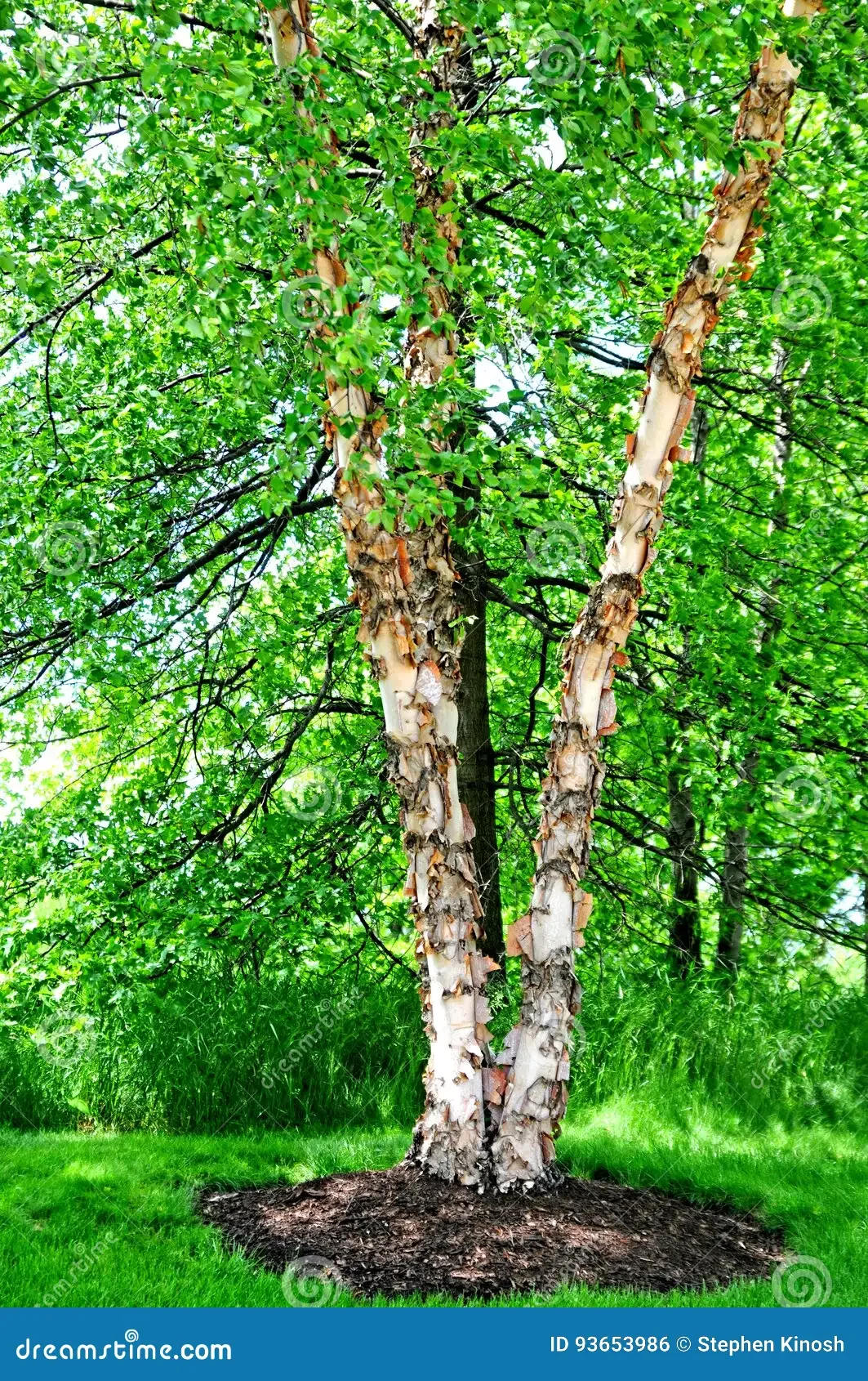 river-birch-tree-image-93653986.webp