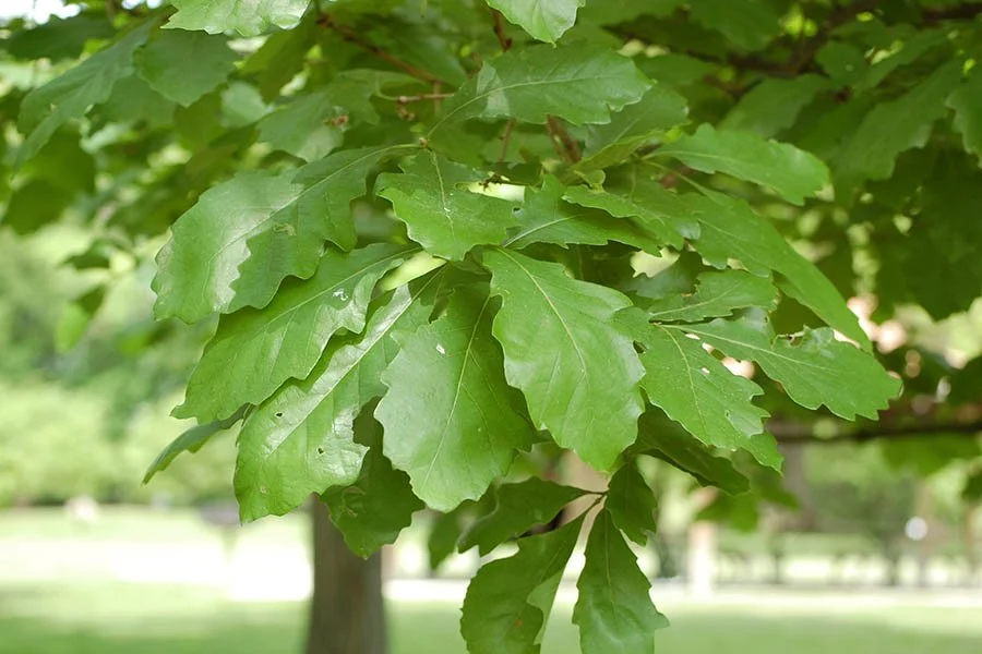 swampwhiteoak-leaf13-shiley.jpg
