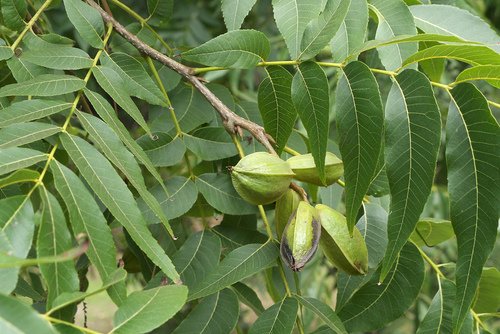 northern pecan.jpg