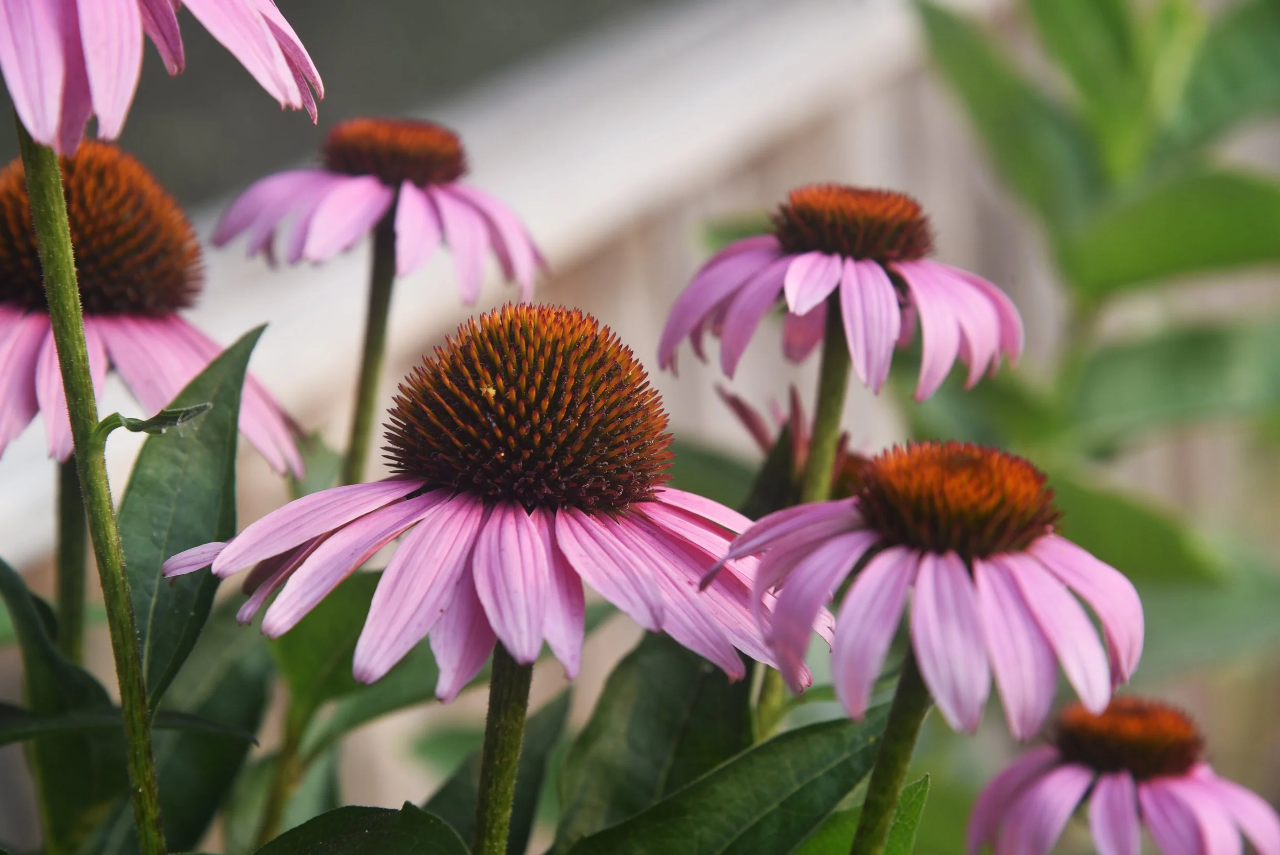 Purple Coneflower