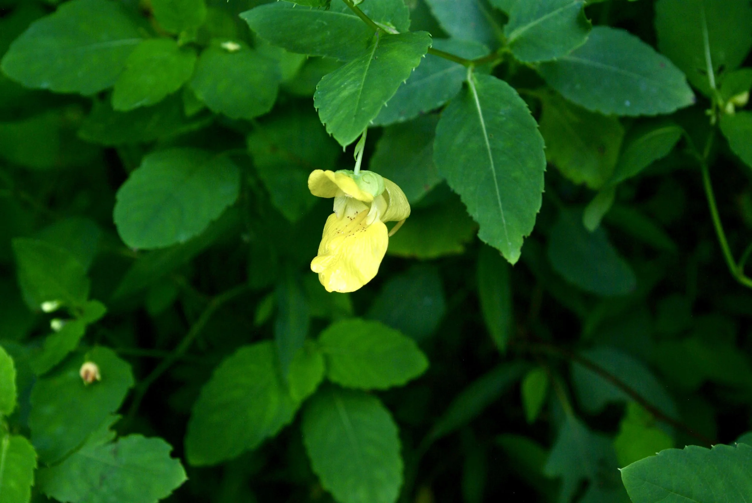 Yellow Jewelweed