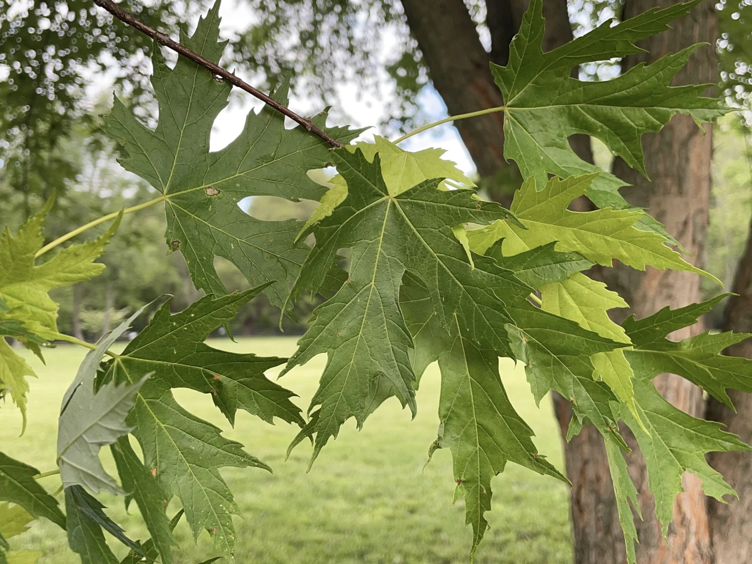 Silver-Maple-2-scaled.jpg