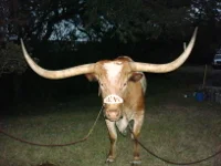 bevo.tx.mascot.jpg