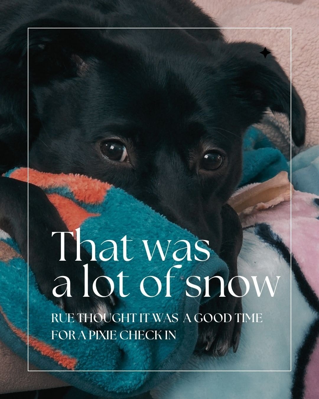 After all that snow, it feels like a good moment to check in ❄️

Rue has been loving all the extra mommy and daddy time these past few days 🐾

We&rsquo;d love to see how you&rsquo;re settling back in too.

Pixie check-in:
Share your cozy&mdash;famil
