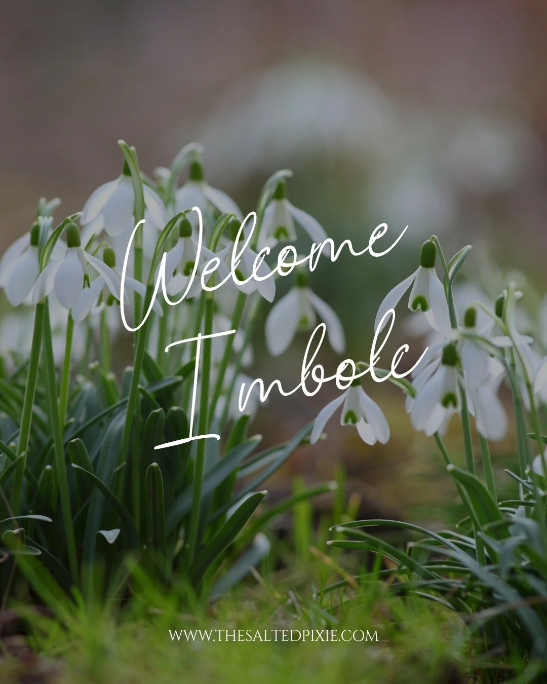 🤍 Welcome, Imbolc 🤍

Imbolc is an ancient Celtic festival marking the midpoint between the winter solstice and the spring equinox. Traditionally celebrated in early February, it honors the return of the light, the quiet stirring of life beneath the