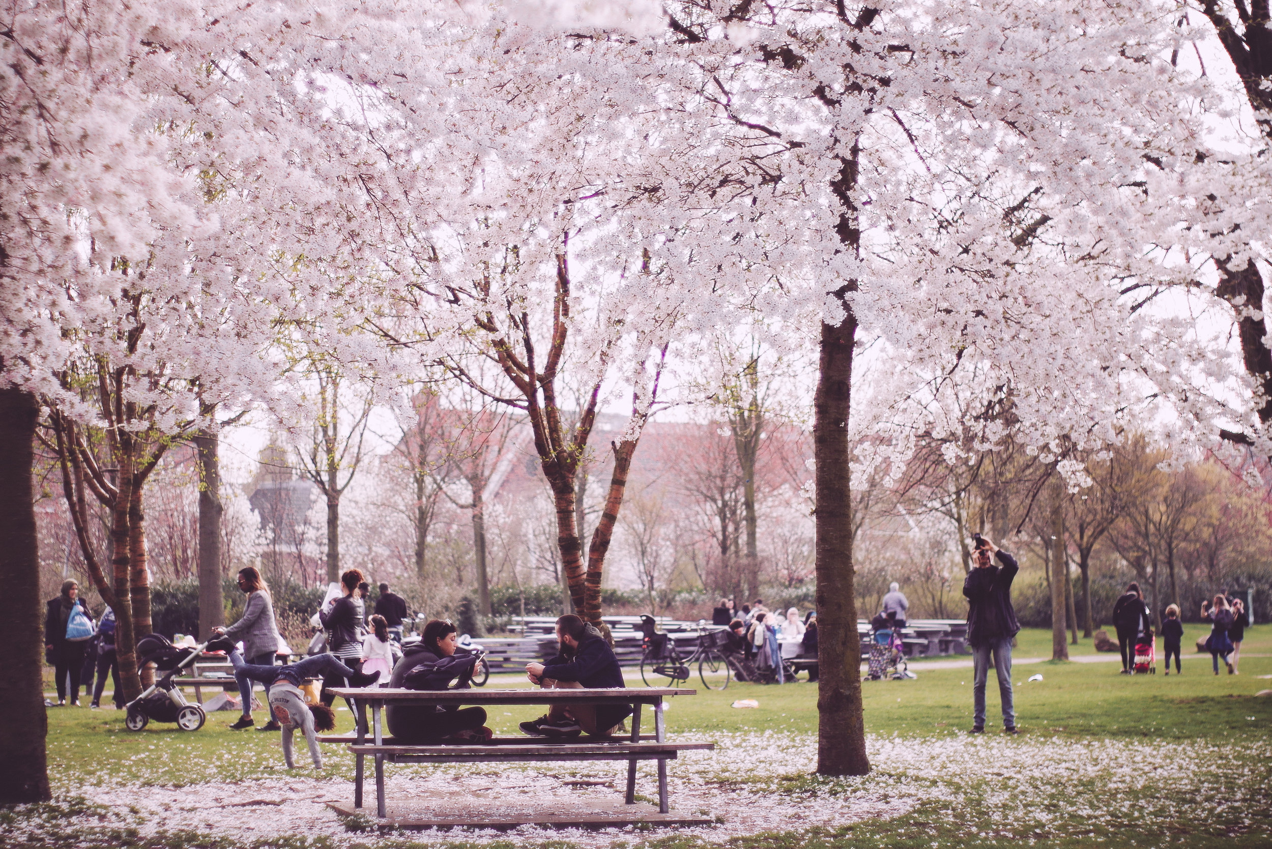 2018 APR Amsterdam Cherry Blossom Pink-13.jpg