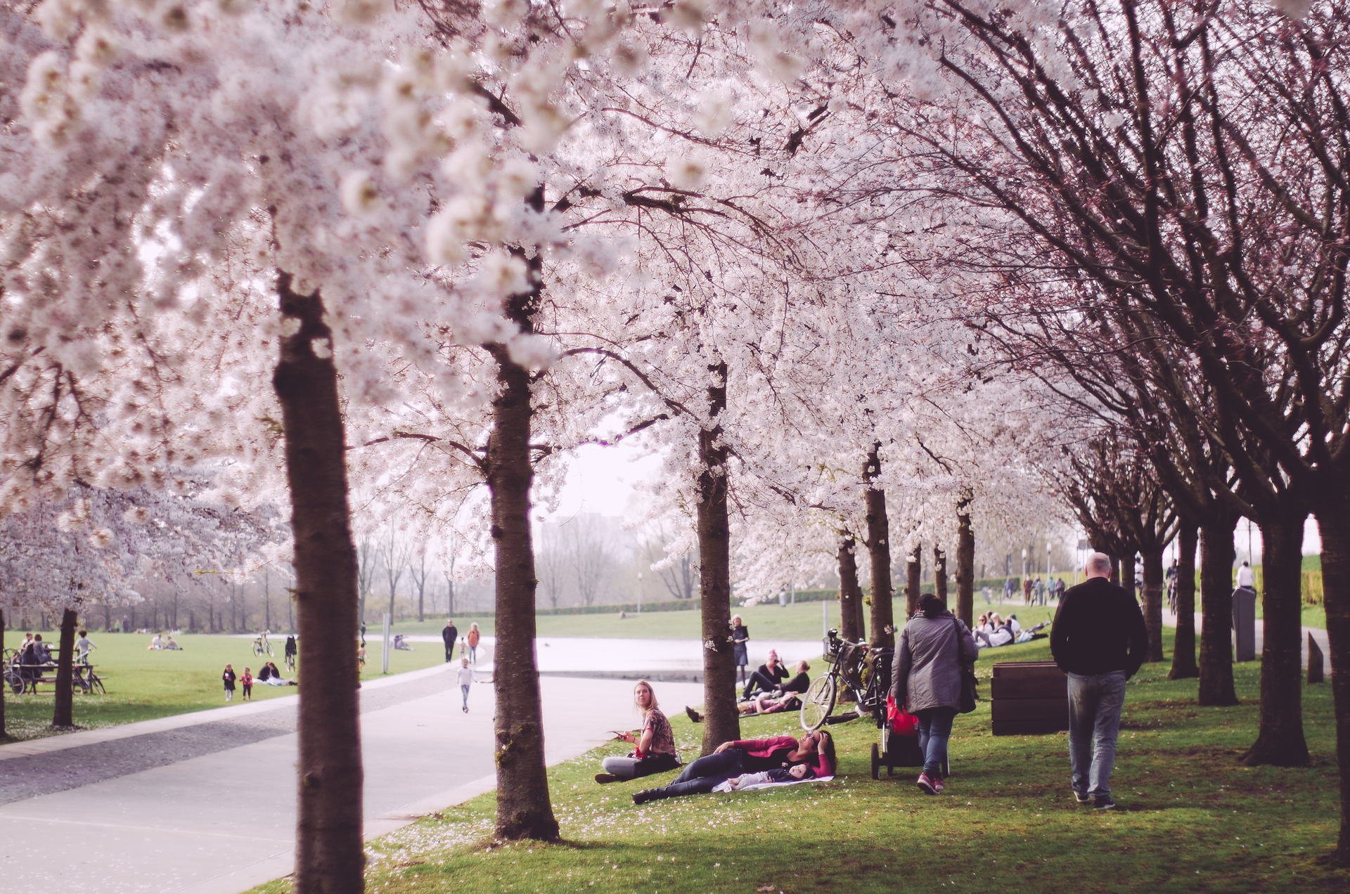 2018 APR Amsterdam Cherry Blossom Pink le-9.jpg