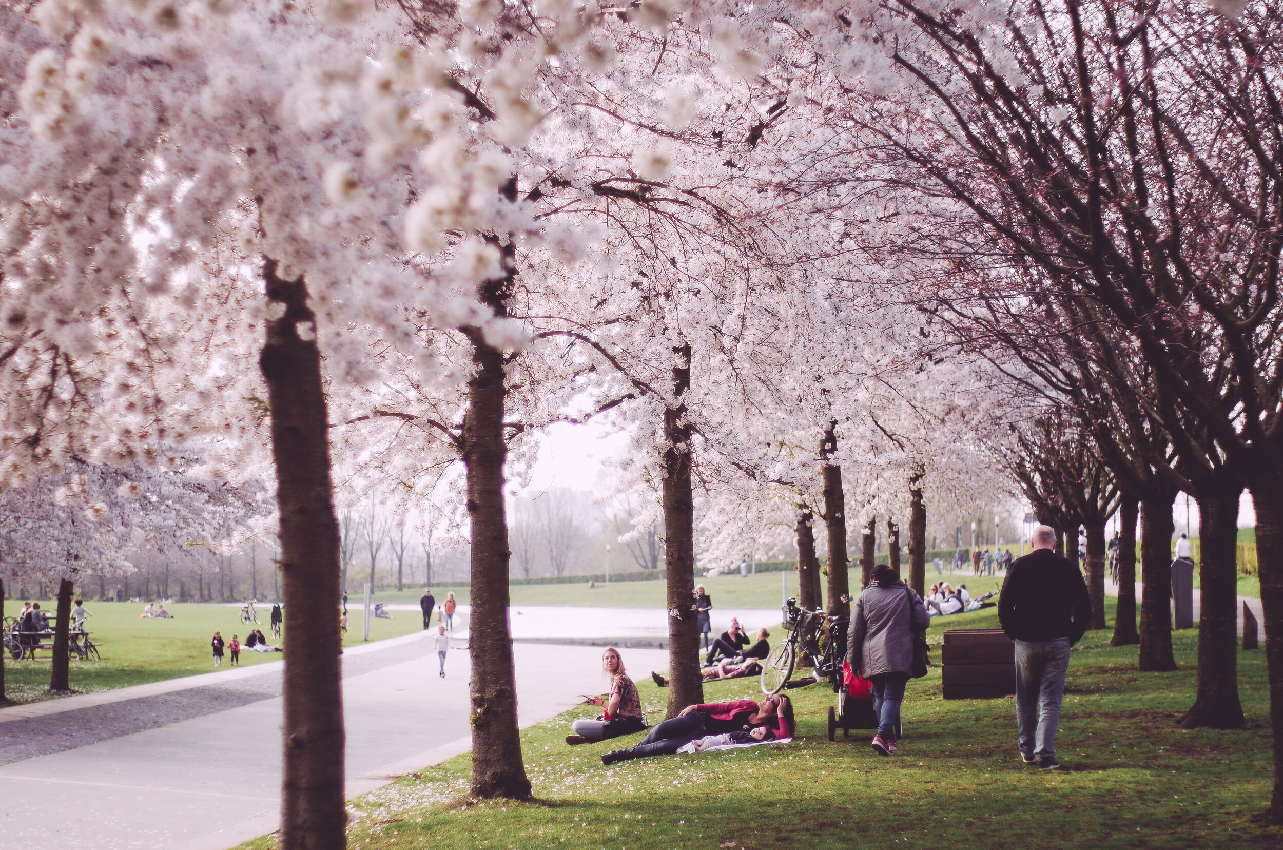 2018 APR Amsterdam Cherry Blossom Pink-10.jpg