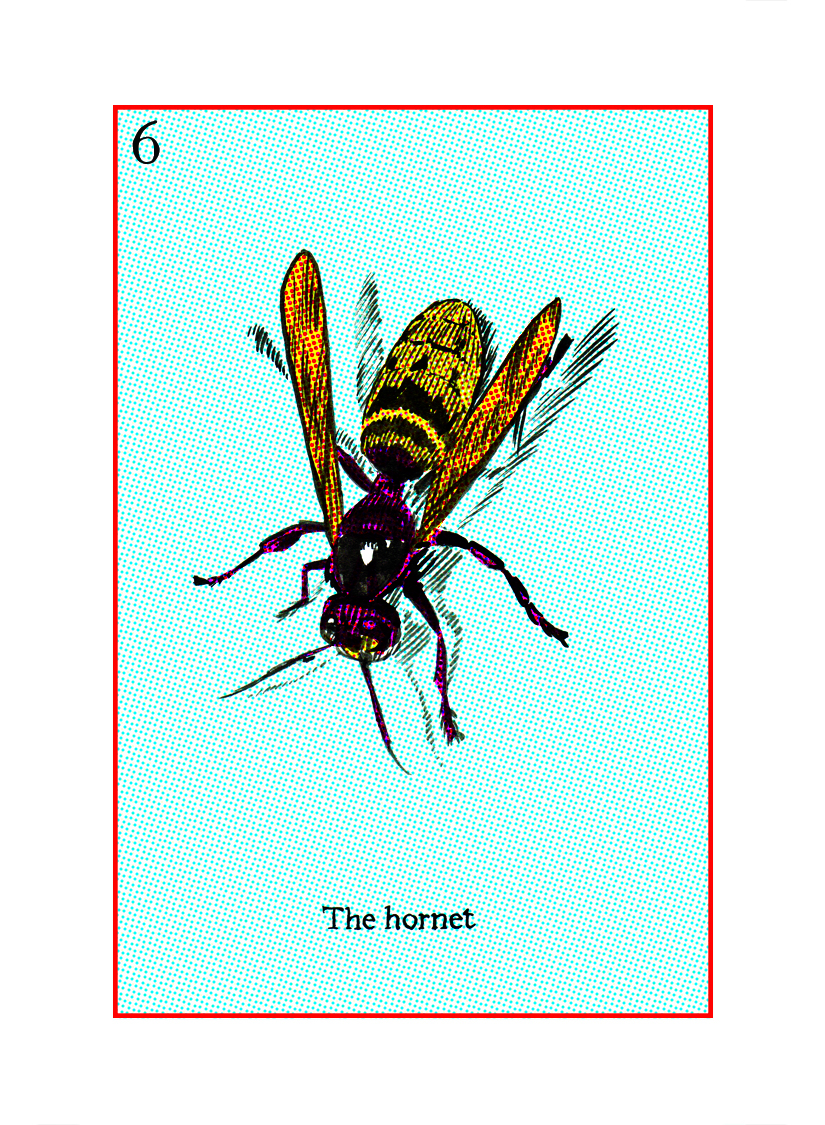 06 The Hornet.jpg