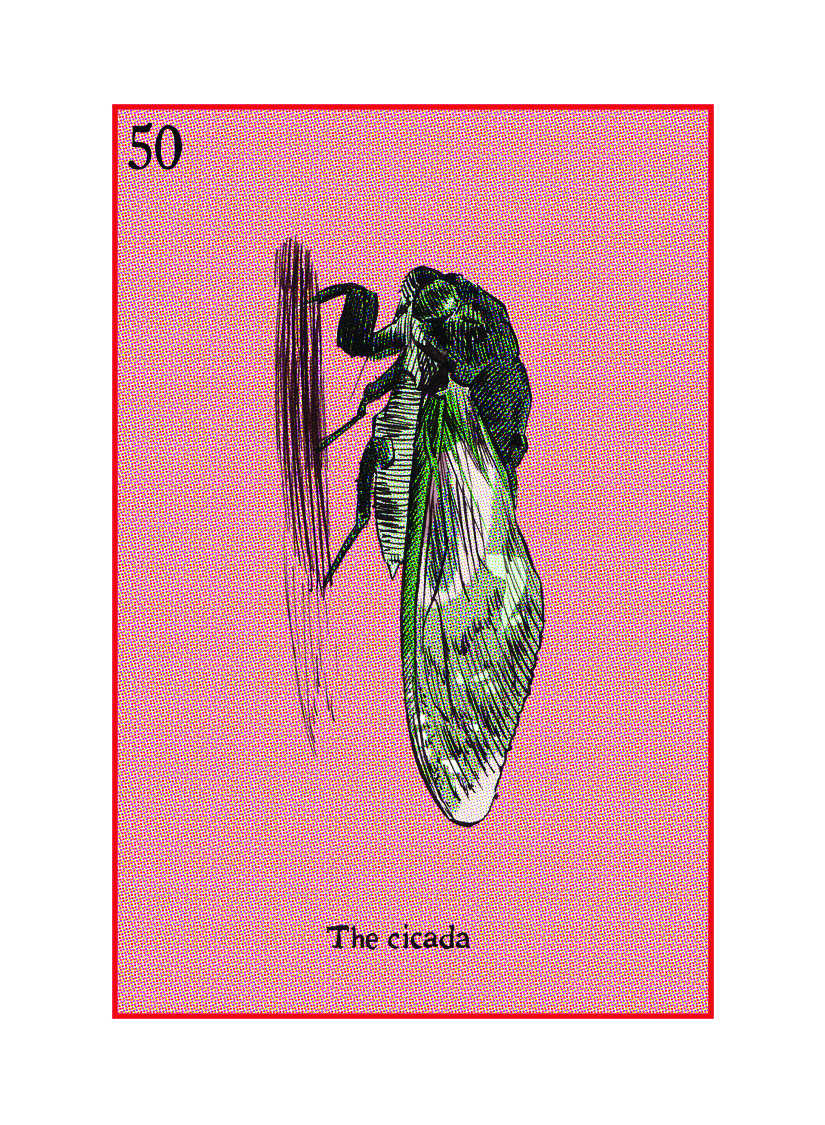 50 The Cicada.jpg