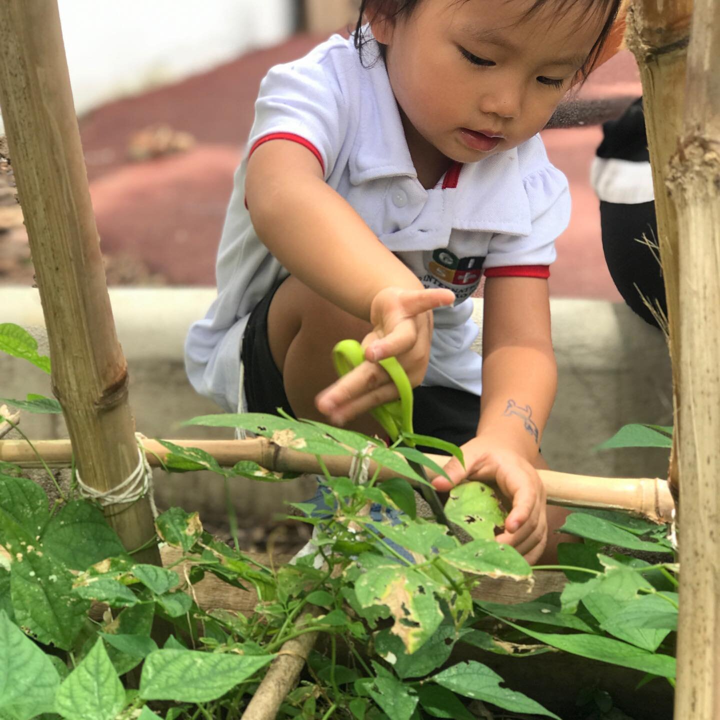 Preschool student working in one of the vegetable gardens.