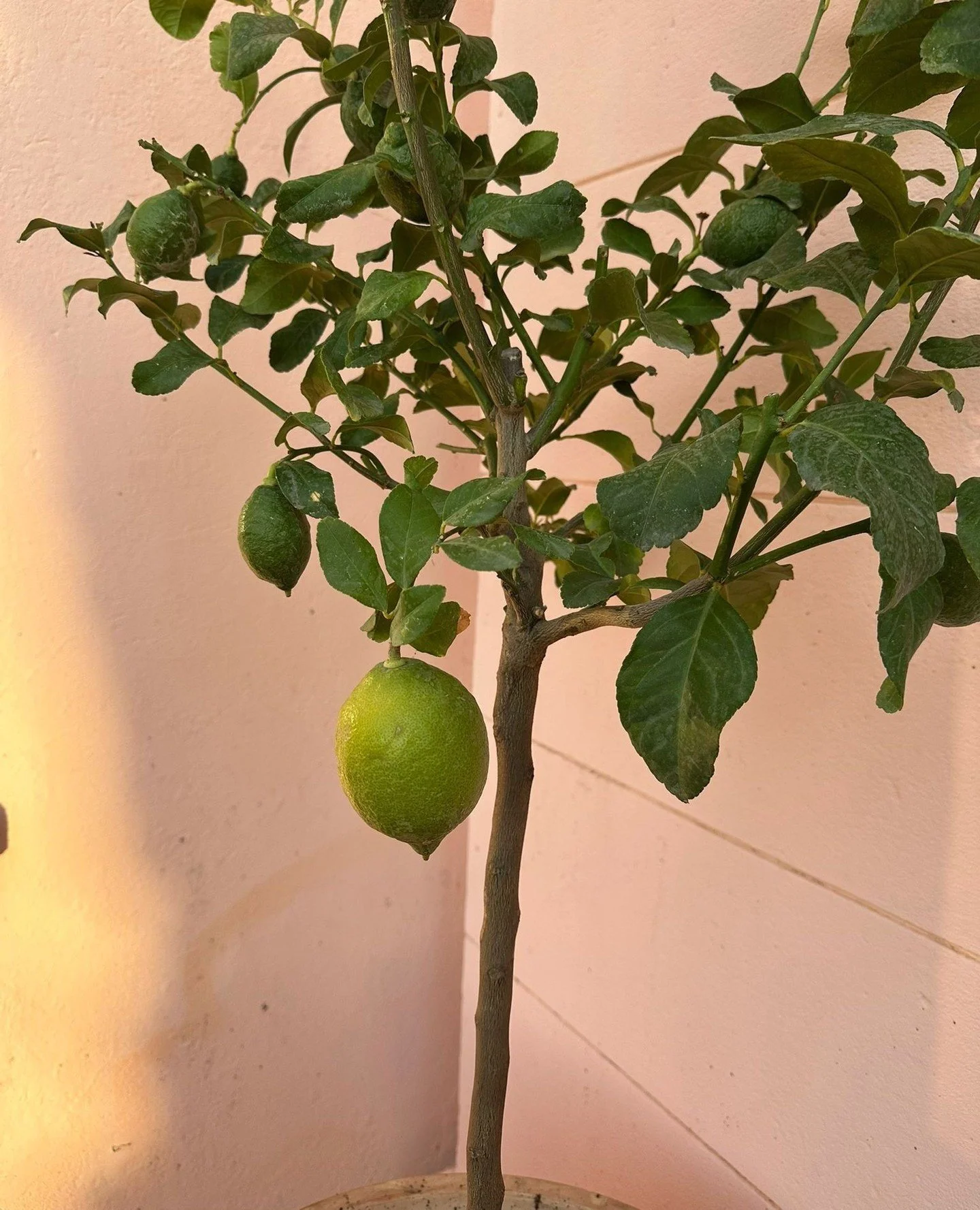 What do this lime tree and your marketing metrics have in common?⁠
⁠
ANSWER: Sometimes one thing stands out in a way you didn&rsquo;t expect...and it can change the whole picture! 🍋⁠
⁠
In my latest blog post, 7 Things You Probably Didn&rsquo;t Know 