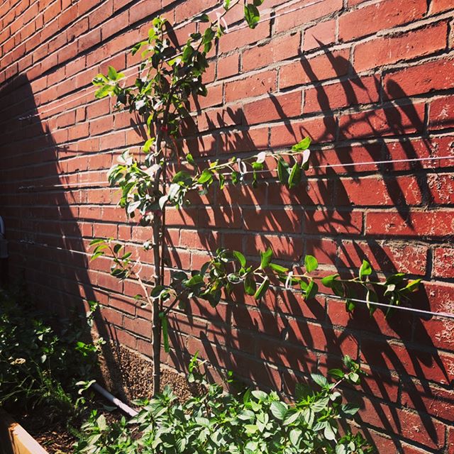 @theroyale patio was one of our favorite installations of the spring. Plants are really starting to pop! Several heritage grapes along the south side of the fence will grow up and over the fence and onto pergolas next year. Two espaliered pears are s