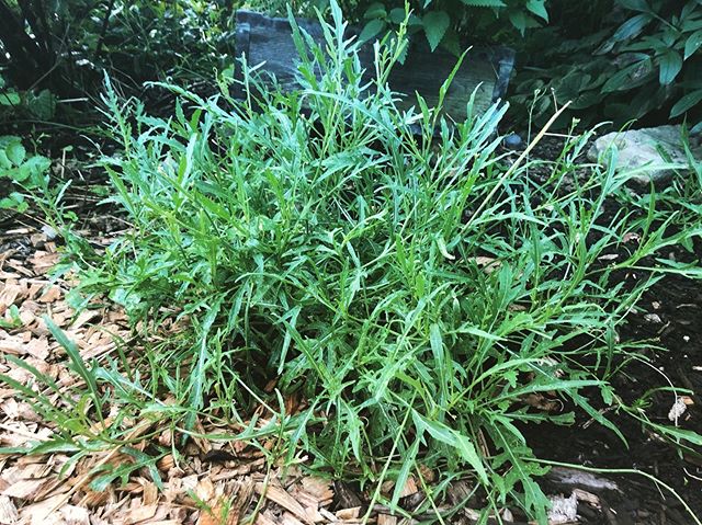 Perennial sylvetta arugula in its 3rd year. Probably my favorite perennial salad green in the food forest.  I wish we&rsquo;d planted a lot more! #perennialvegetables