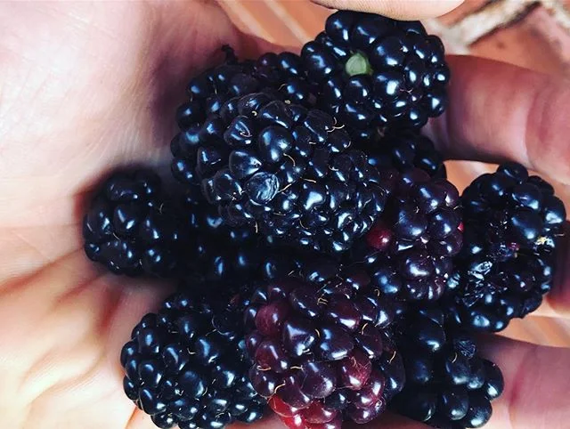 Blackberries have been carrying us through July.  In June, so many small fruits are ripening in our climate but July can be a struggle. Blackberries to the rescue! These east facing canes are quite happy trellised along our deck.  Have a berry good d