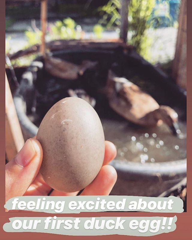After a four and a half month wait, we got our first duck egg from one of our Cayugas. Homestead grown protein! #backyardducks