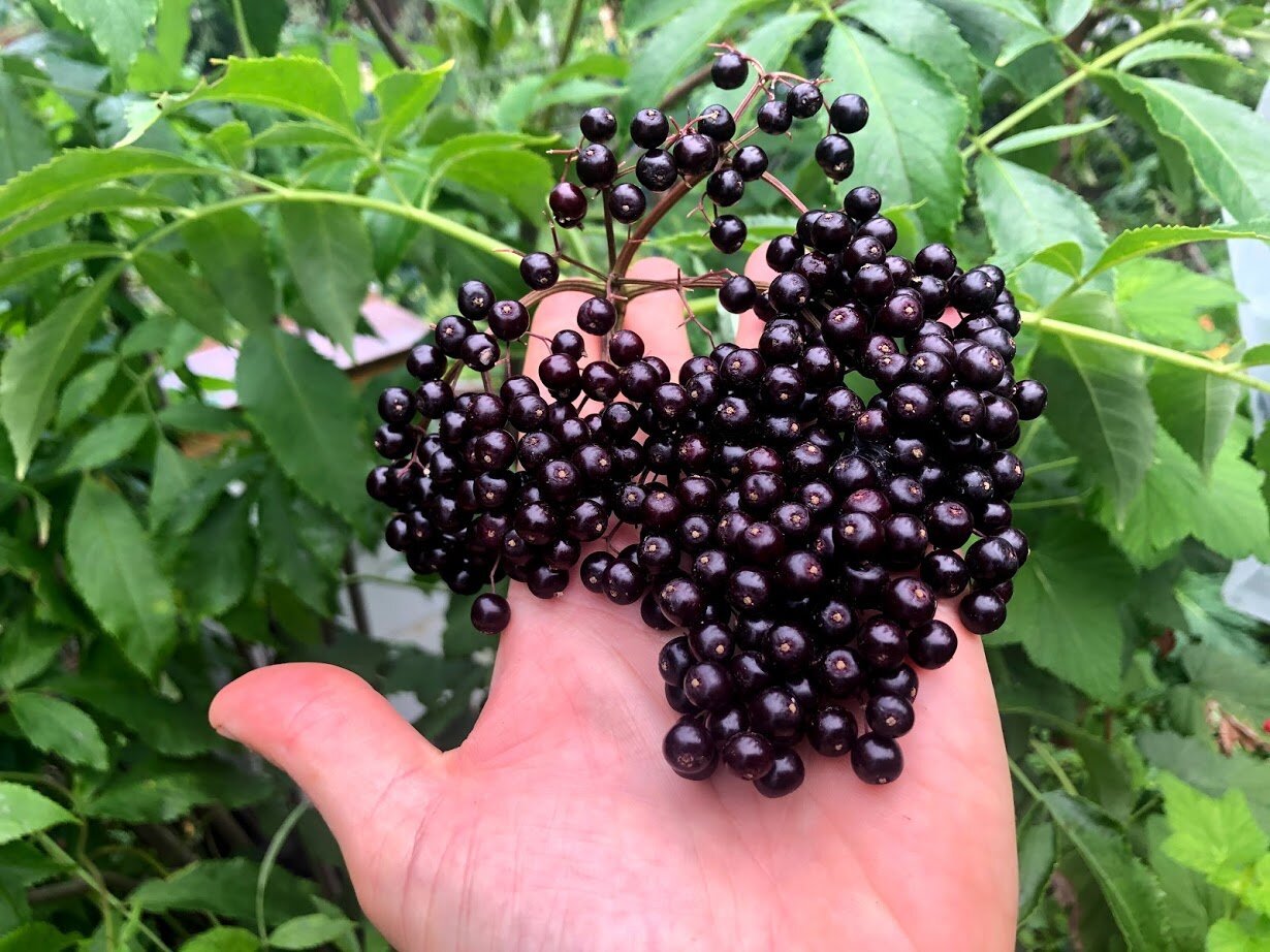 elderberry.jpg