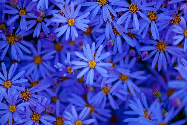 John Vlahakis’ stunning “Blue Velvet”