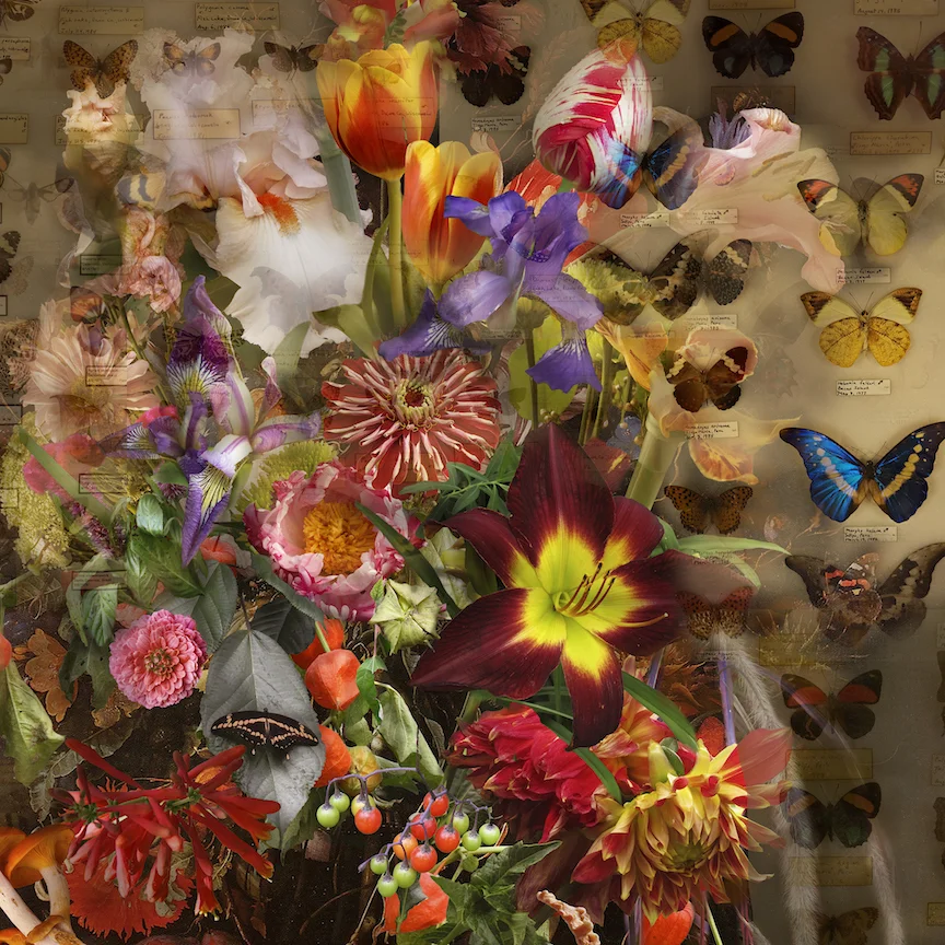 Lisa Frank’s Frank In the Shadow of Butterflies 40 x 40.