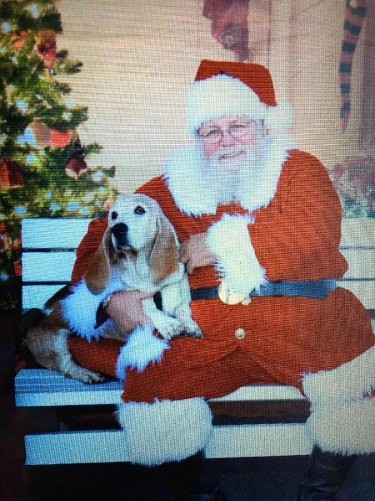 Santa Claus in a red suit with white fur trim, sitting on a white bench, holding a beagle dog outside a decorated Christmas tree.