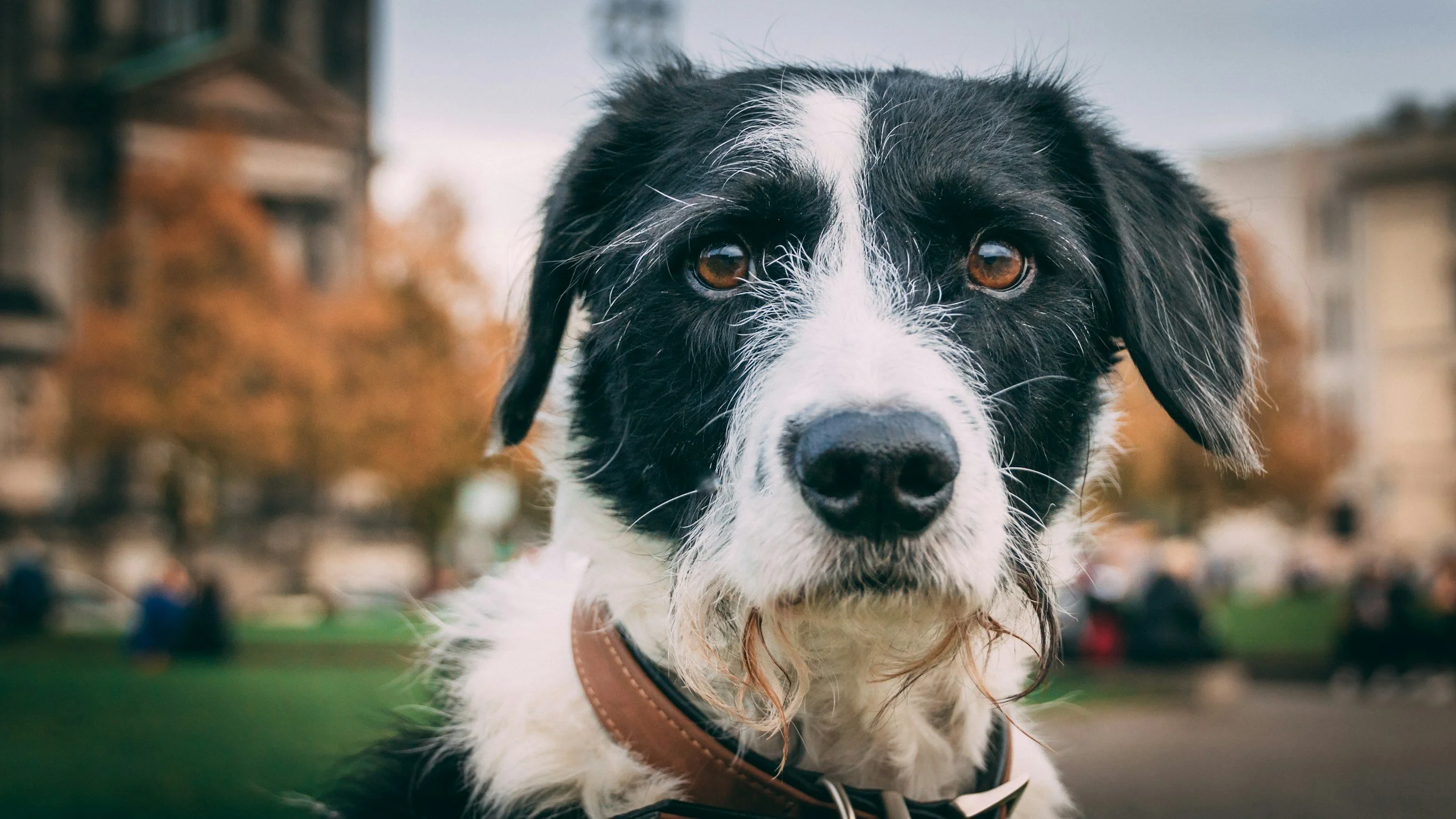Can I Safely Use Beard Oils if I Have a Dog?