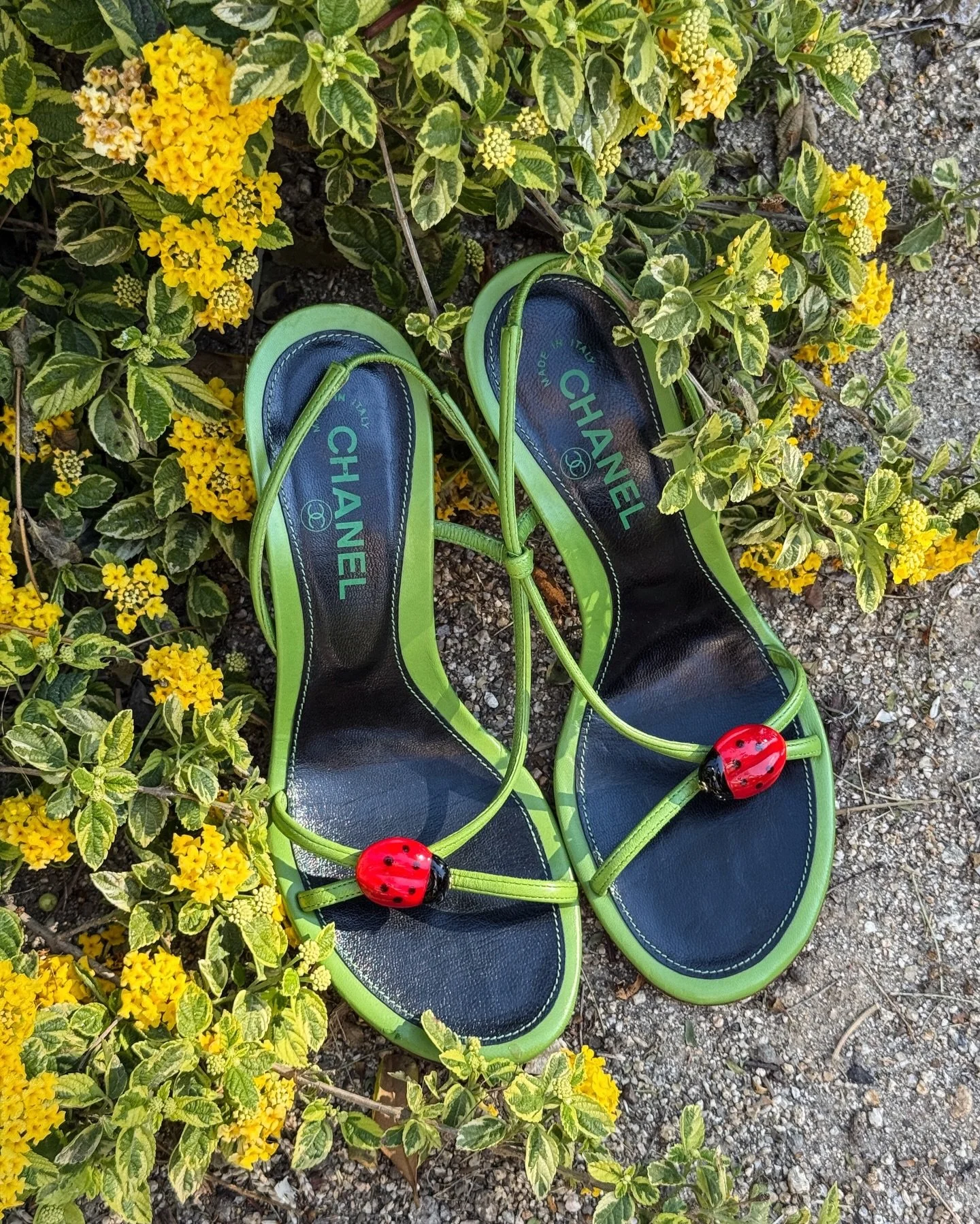 ONLINE TODAY 🐞 the sororit&eacute; S/S 2026 collection releases online at 2:00 P.M. EST / 11:00 A.M. PST &mdash;less than one hour away. xx