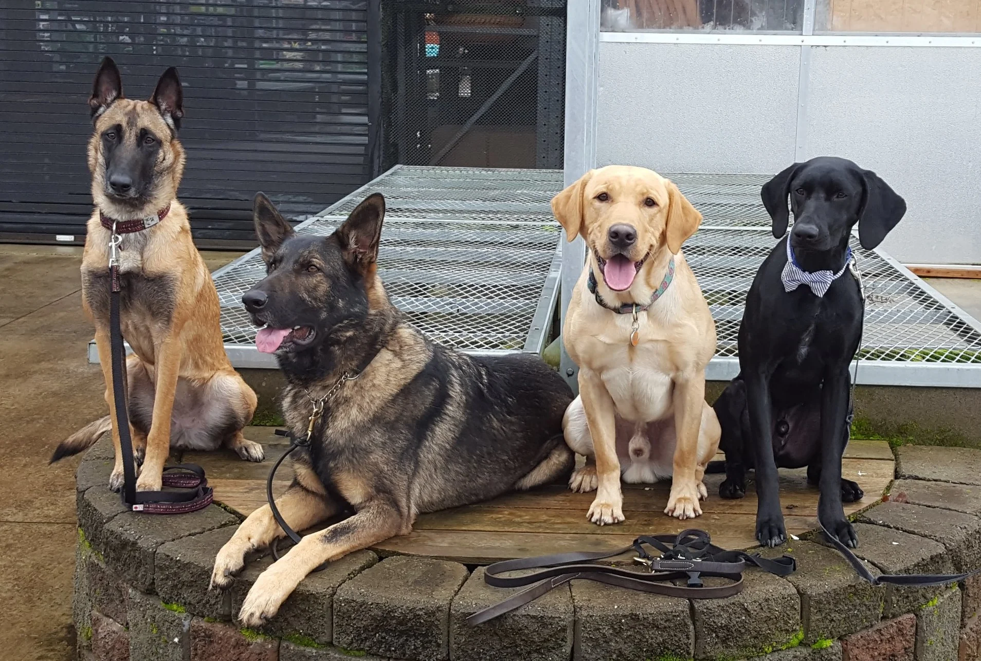 home+depot+dogs.jpg