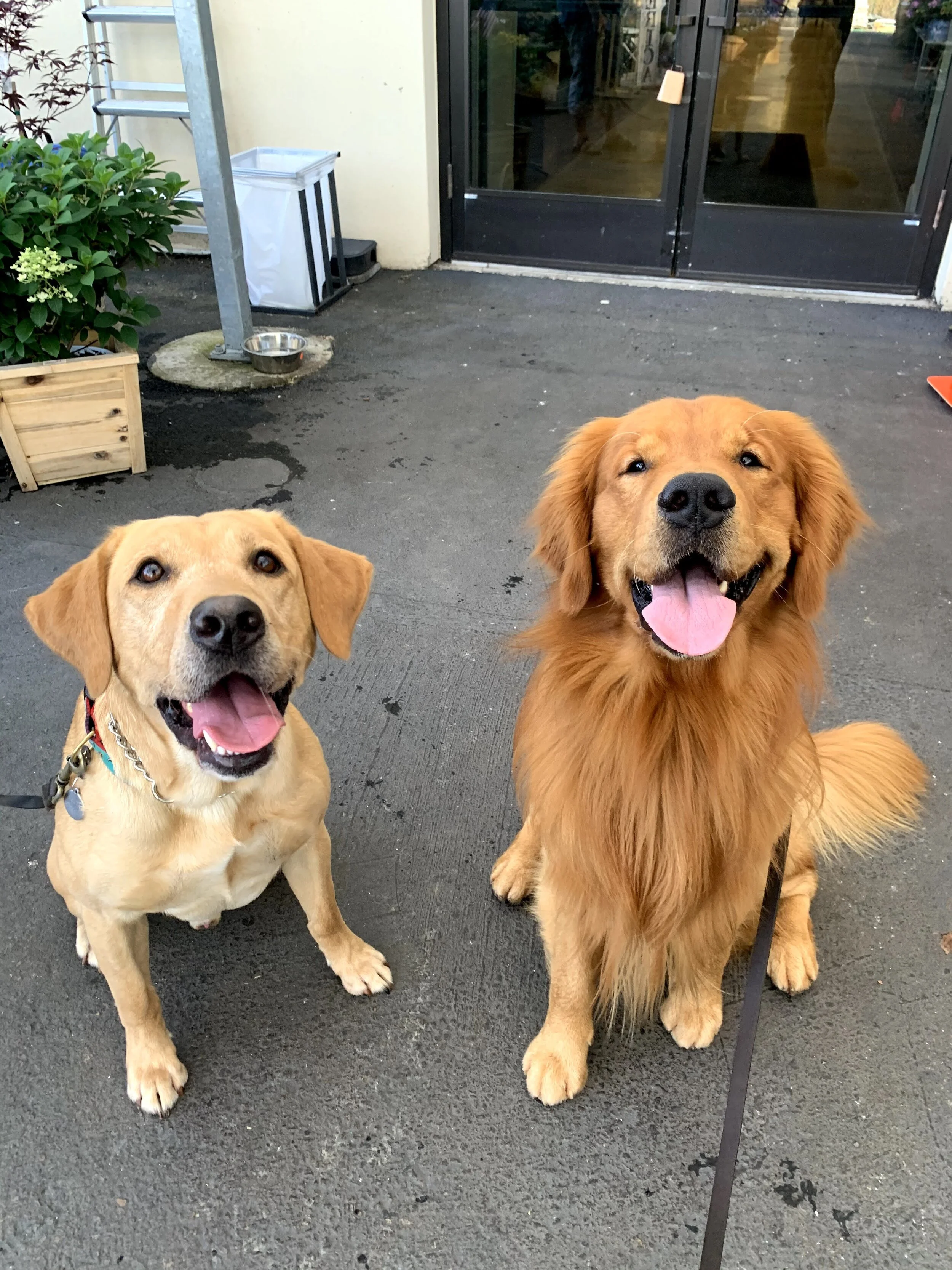 Beginner Obedience Orientation
