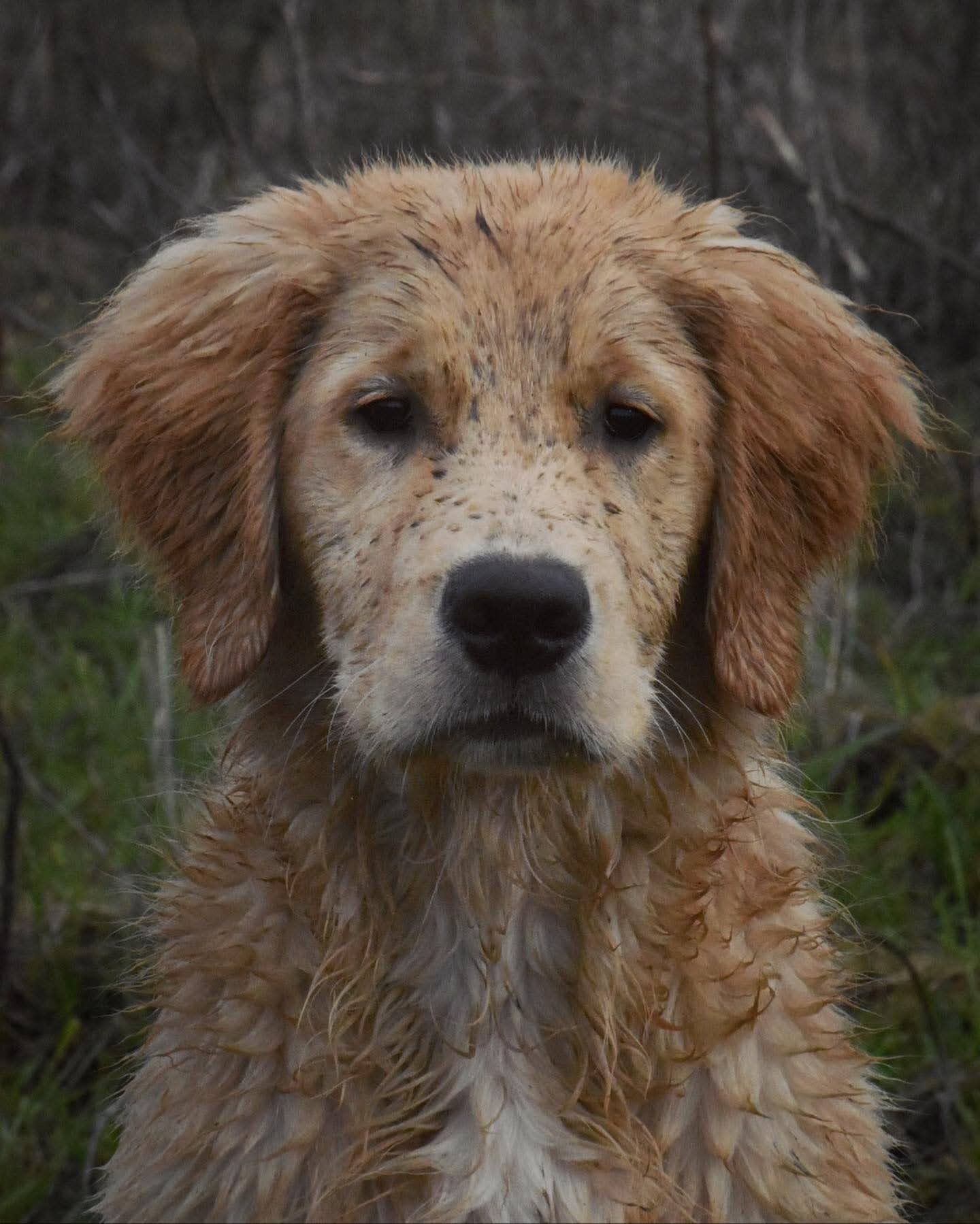 Puppy Kindergarten Orientation