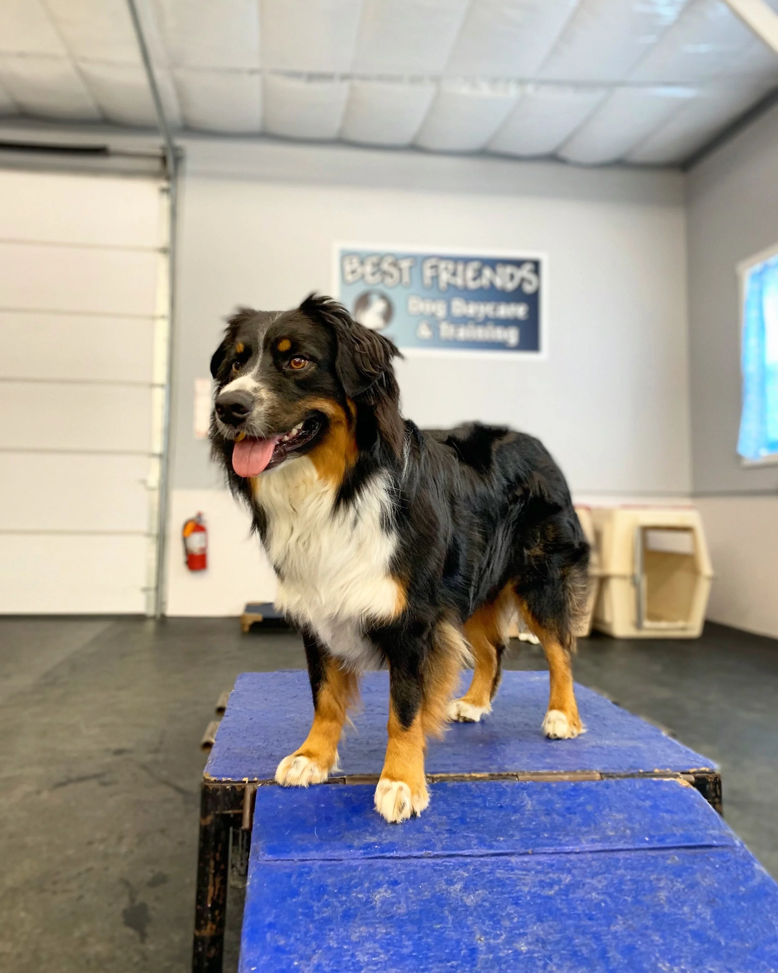Beginner Obedience Orientation