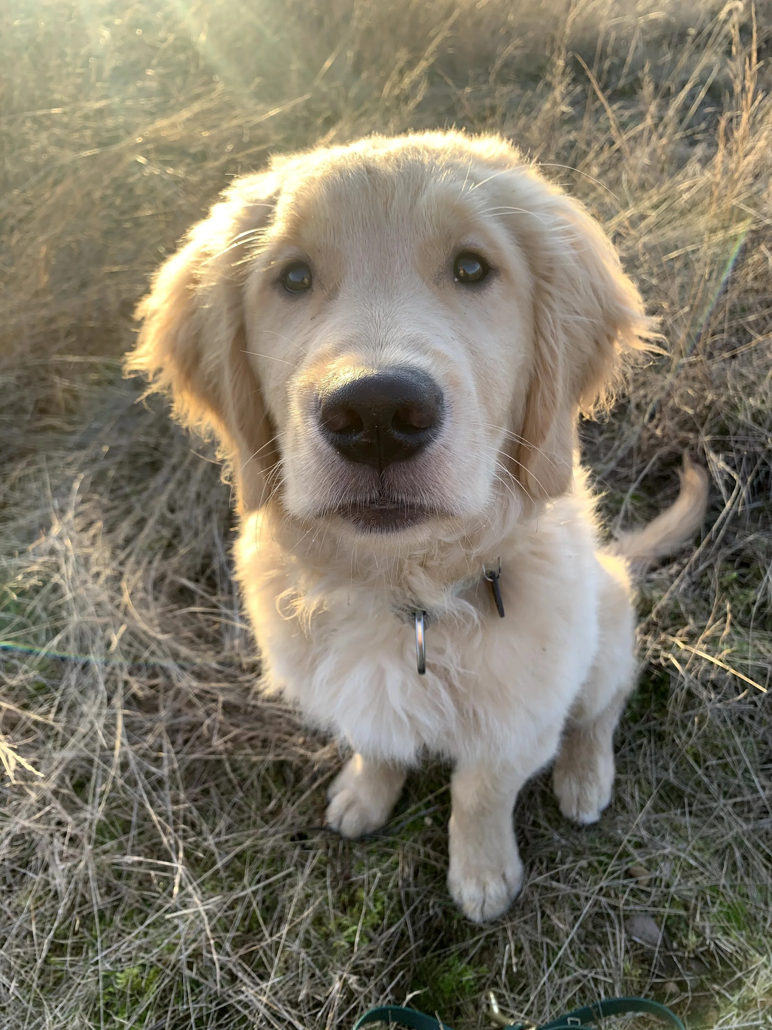 Puppy Kindergarten Orientation