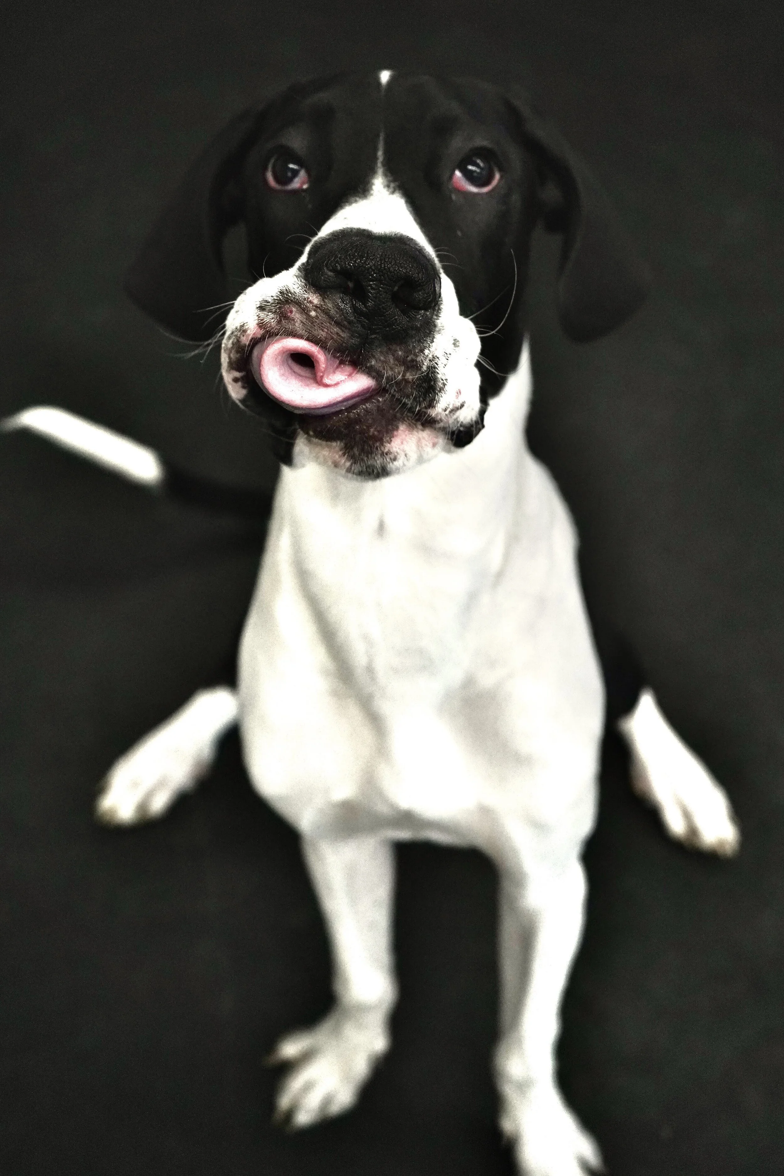 Puppy Kindergarten Orientation