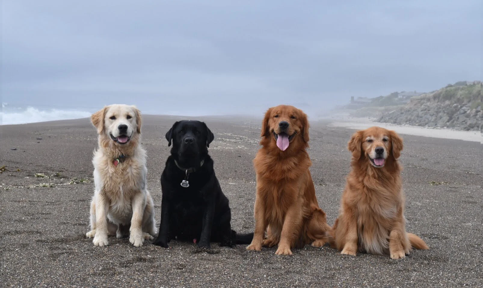 Beginner Obedience Orientation