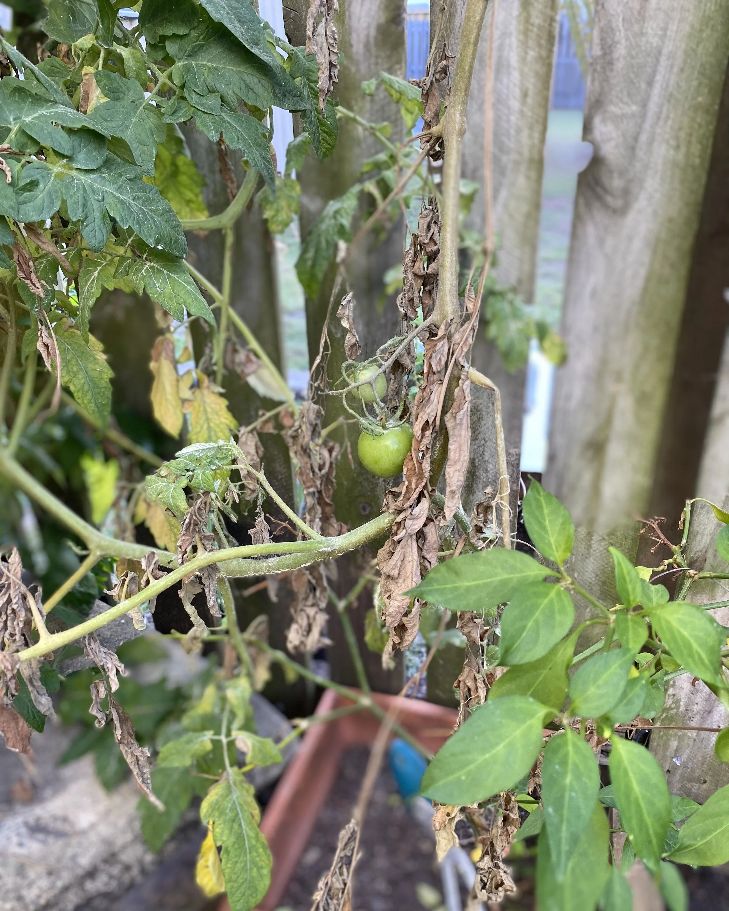 The low histamine diet