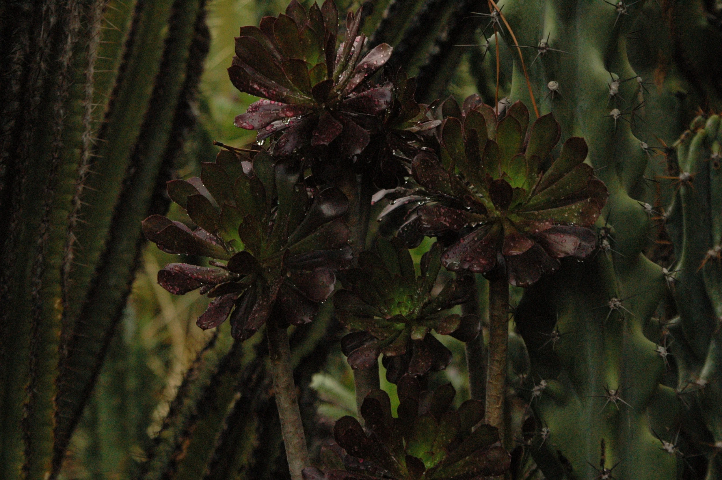 DSC_0032.JPG