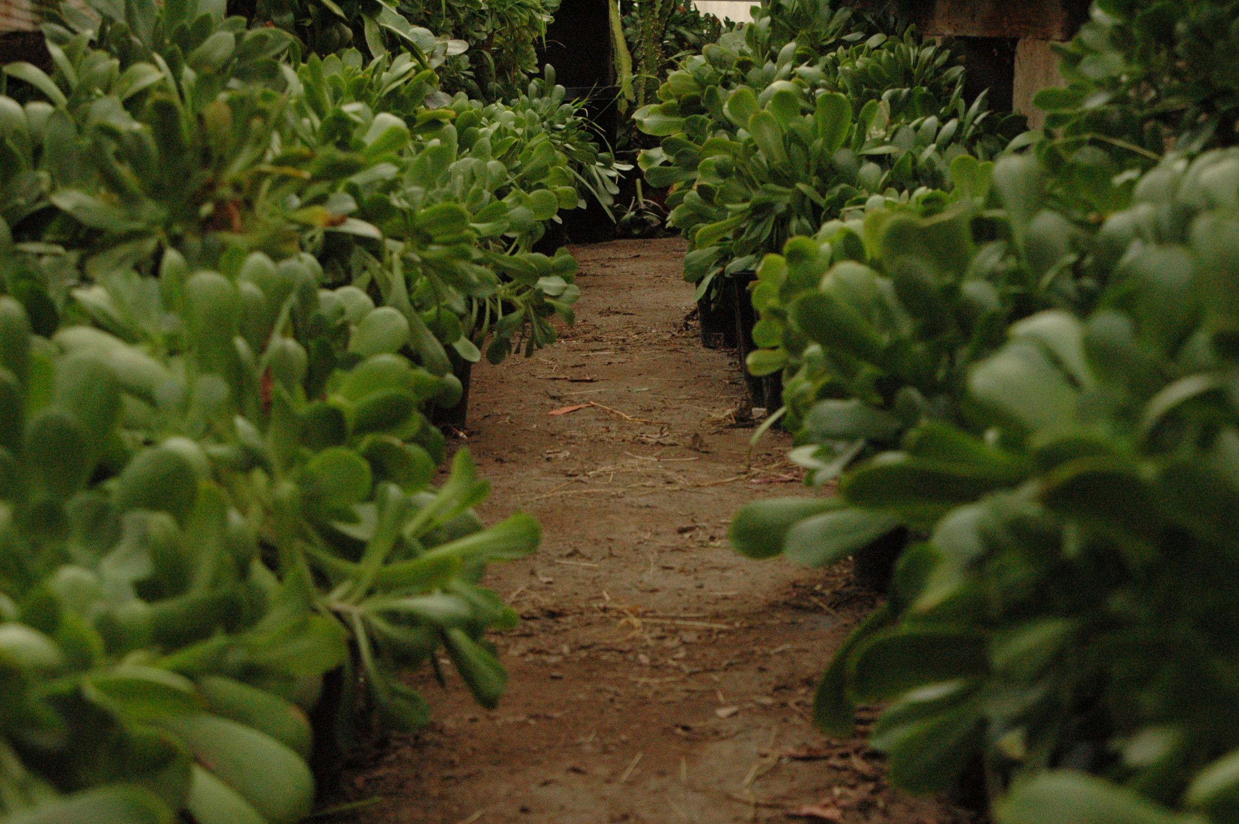 DSC_0055 VALLEY OF SUC U LENTS.JPG