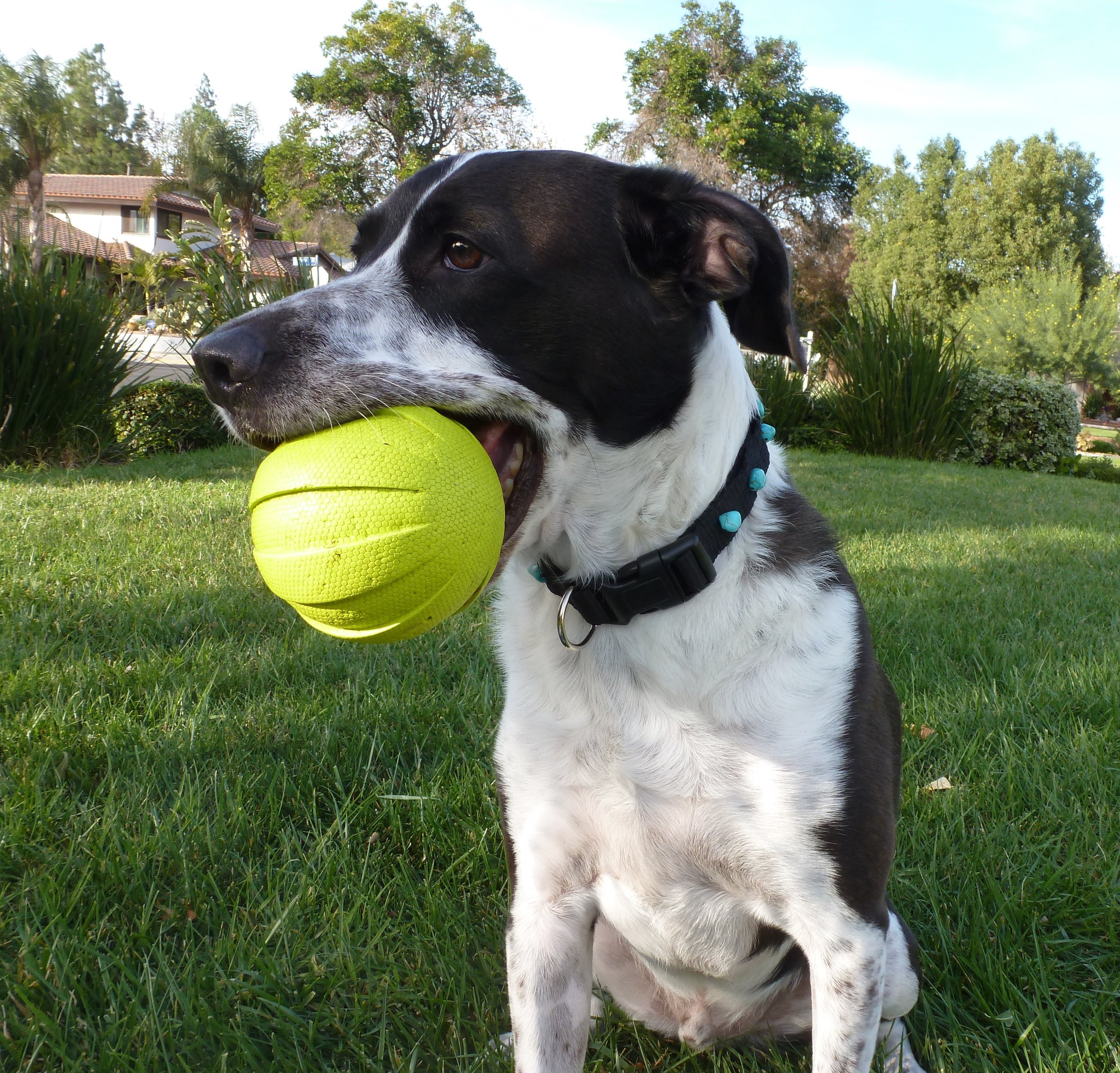 Allow me to introduce Wesley