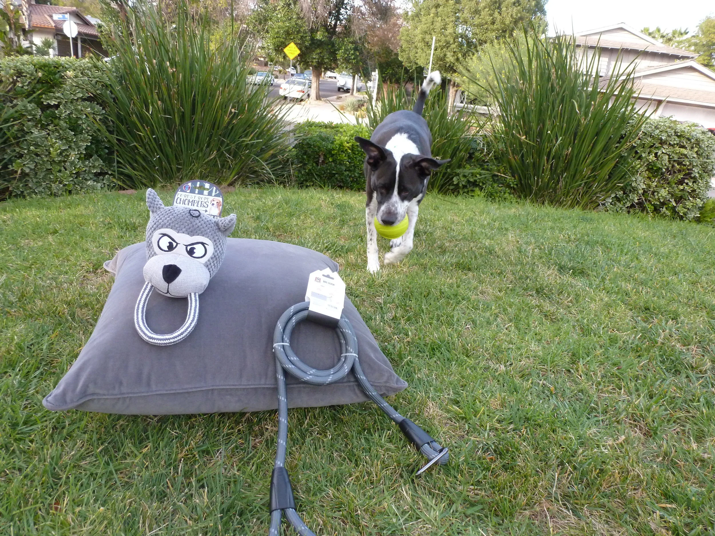 Pieces for the POOCH