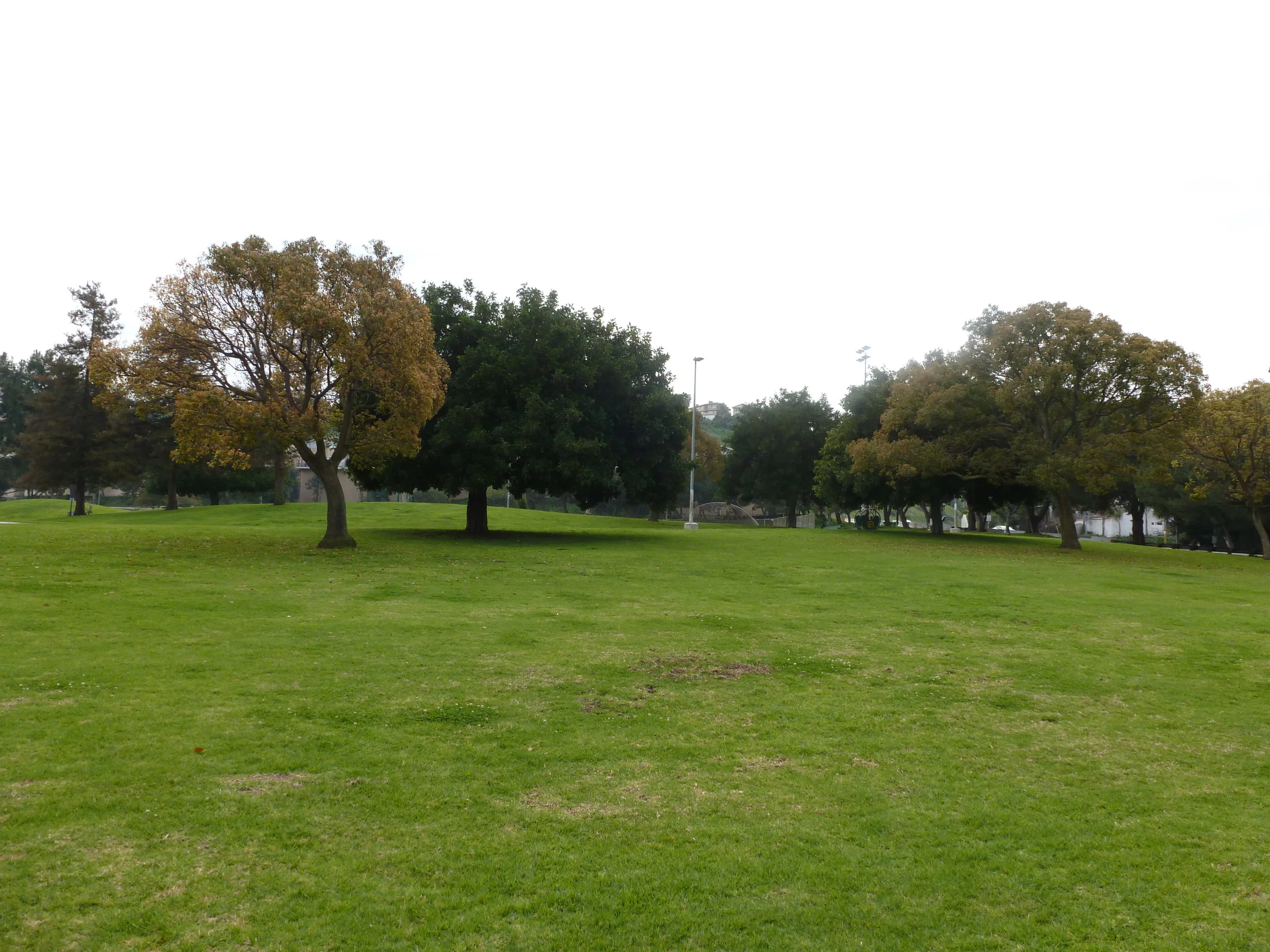 Greenery 778.JPG