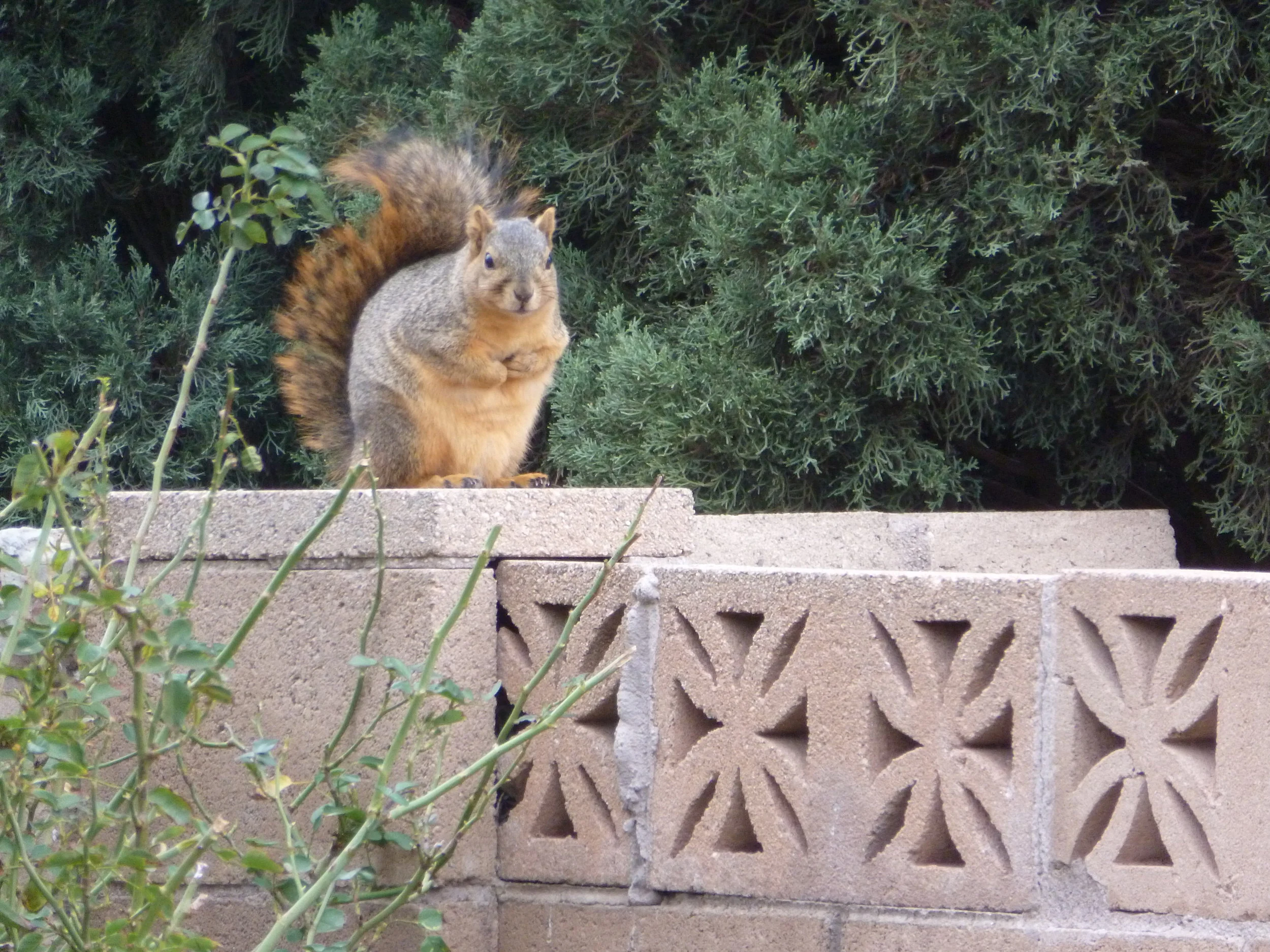 Squirrels; friend or foe?  