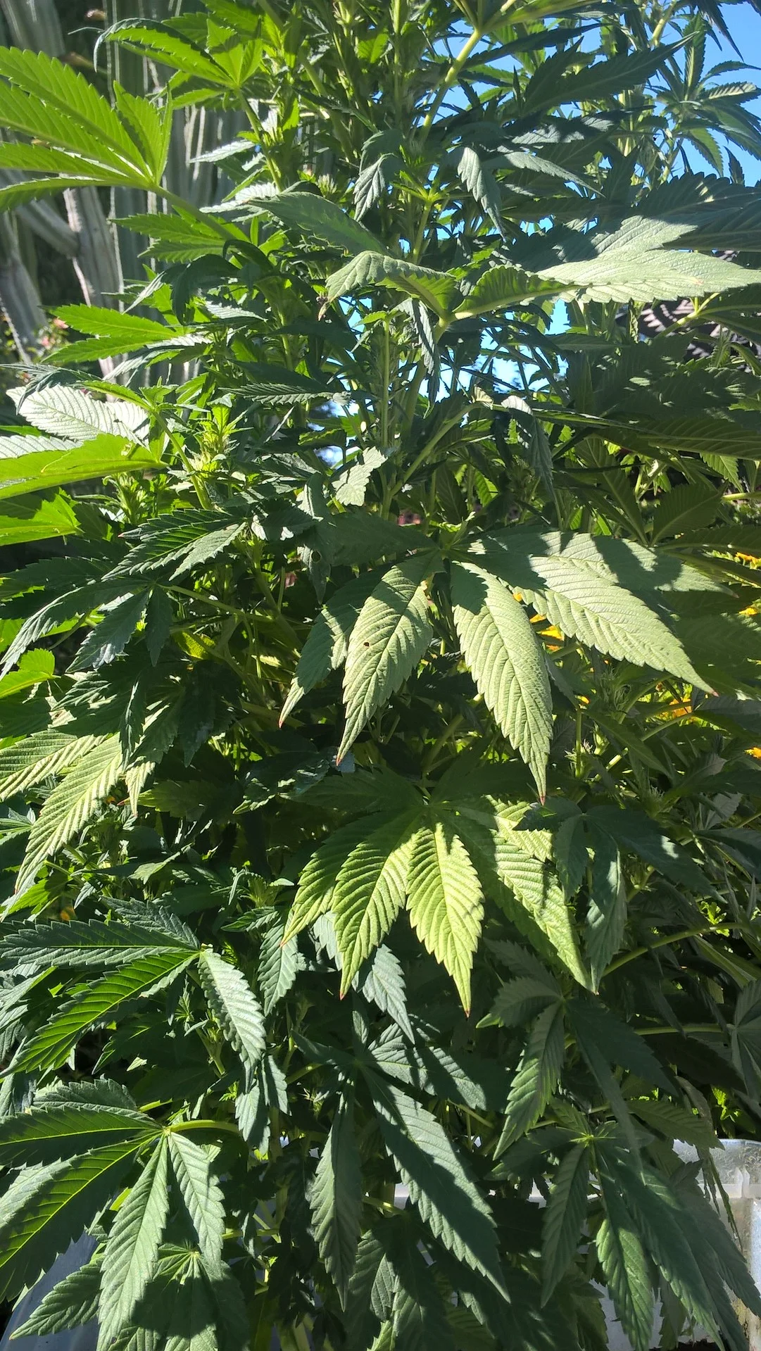 California has world’s biggest legal marijuana market