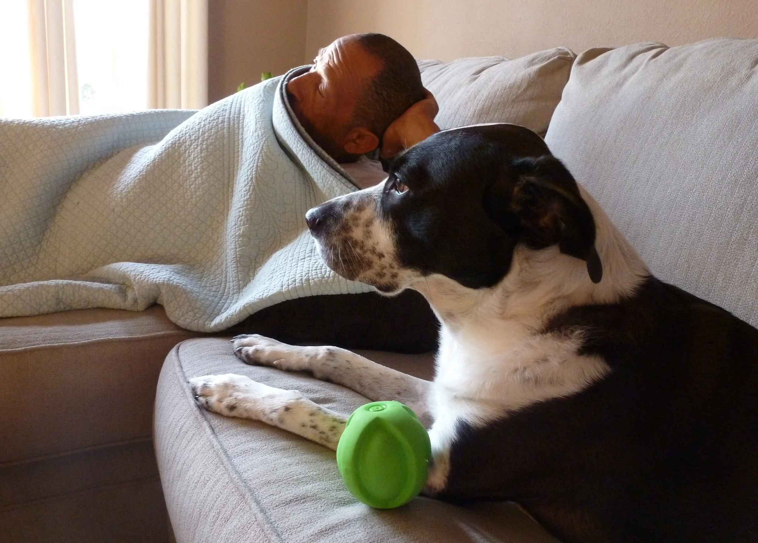 National Dog Day 2019: Why Dogs are Amazing creatures; "as fellow creatures on this planet, animals deserve respect."