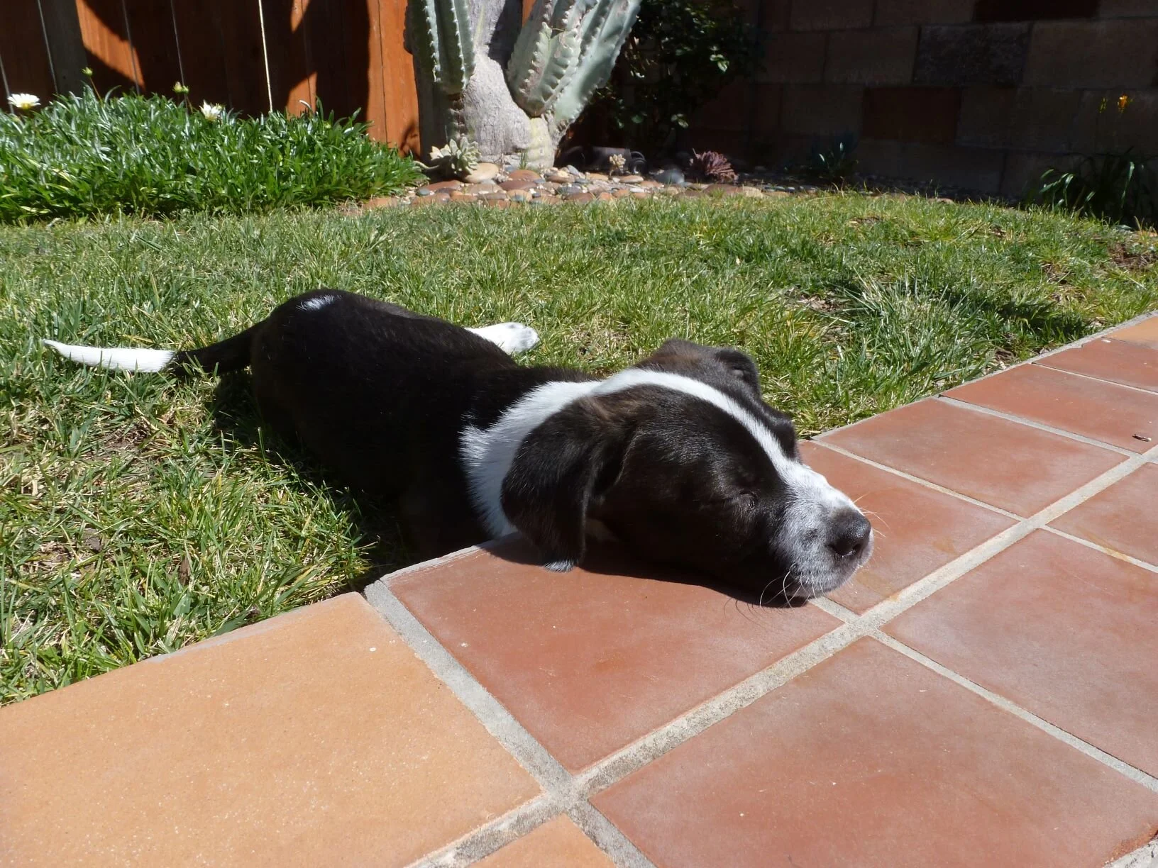 If you are a Dog Lover, now is the time to adopt a dog