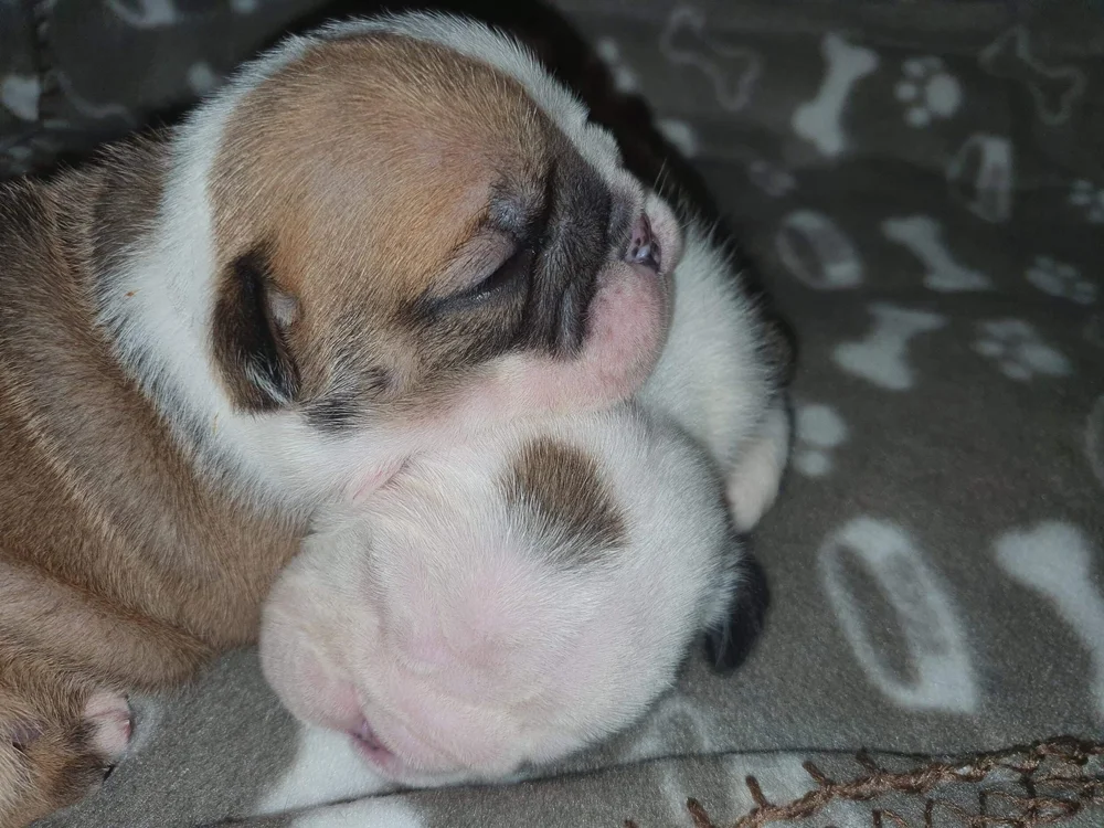 Are Old Dogs Fertile