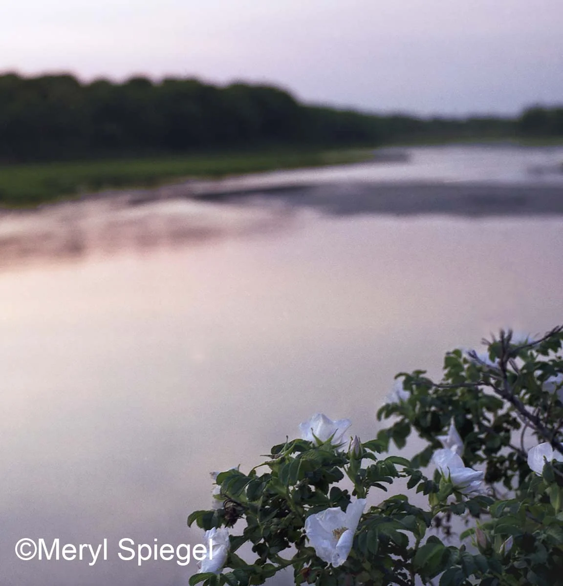 Beach Plum