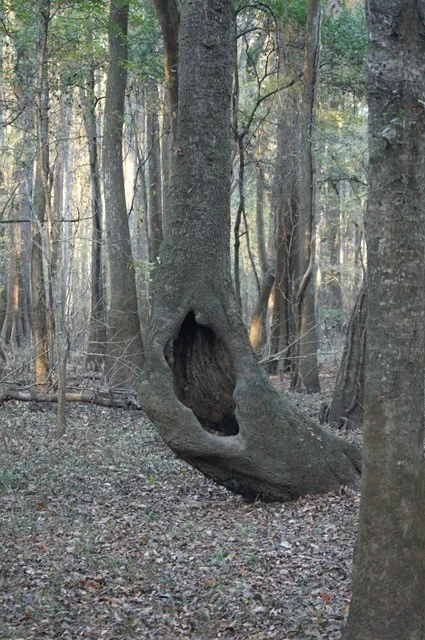 Congaree Boardwalk.jpg