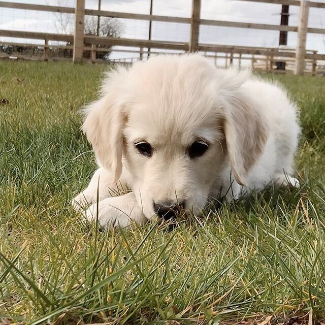 Our latest resident at Grange Farm Barns. Meet the beautiful Bonnie 💕 She certainly put a smile on our faces. 🐶